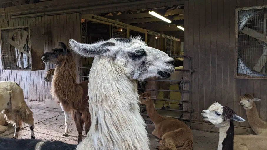 An image of a llama named Mooch Ado