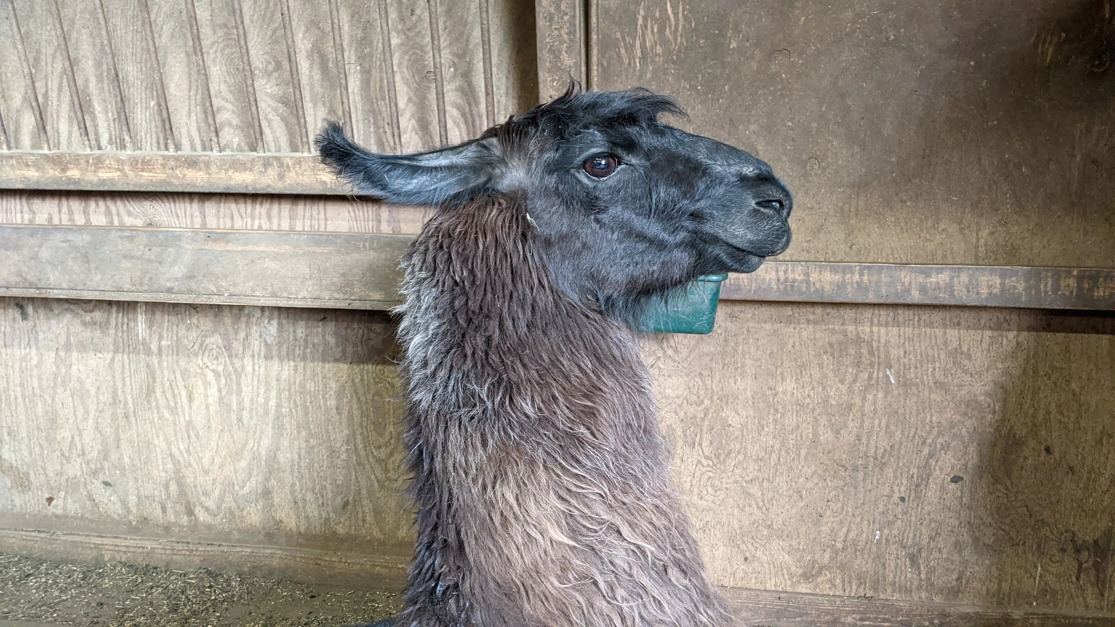 An image of a llama named Poppy