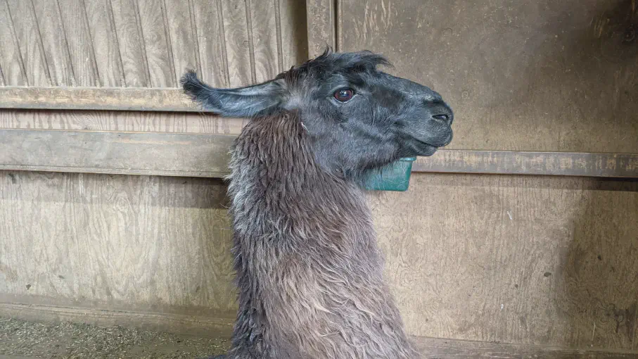 An image of a llama named Poppy