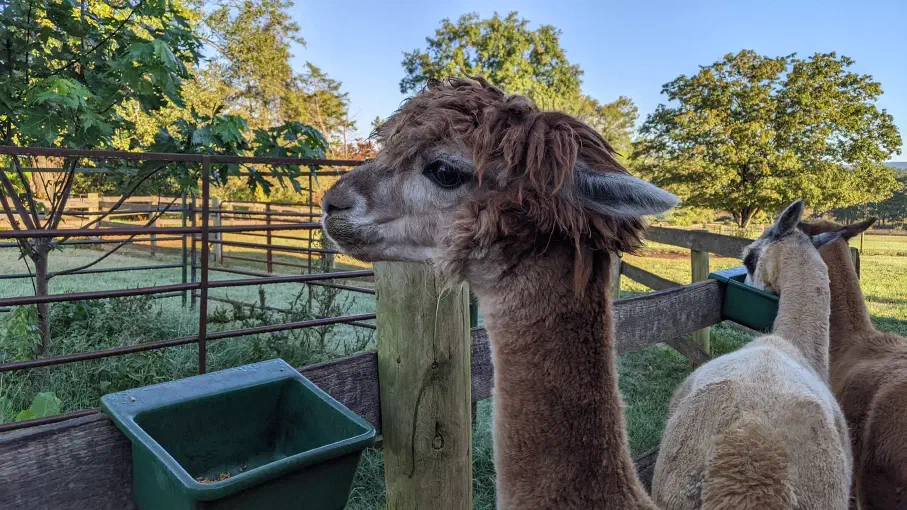 An image of an alpaca named Ten.