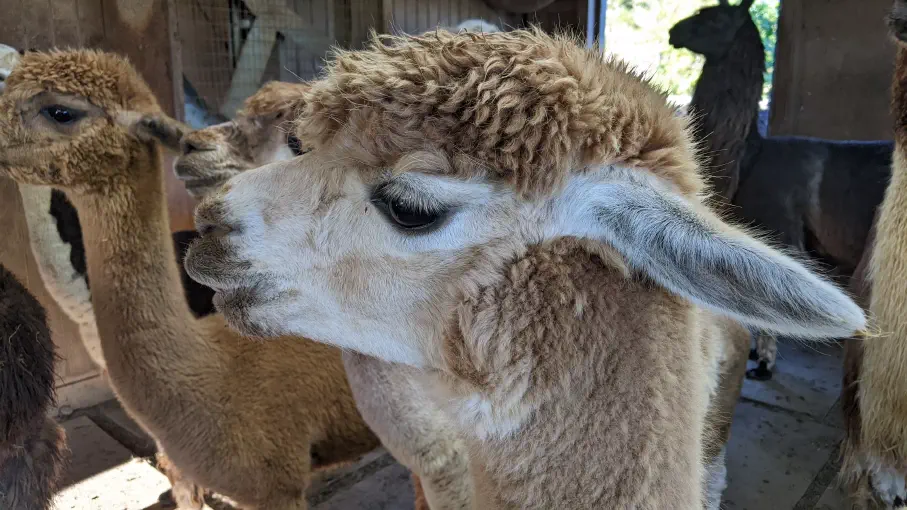 An image of an alpaca named Gypsy in the barn