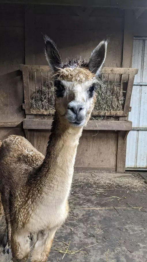 A photo of an alpaca named Maeve in the barn
