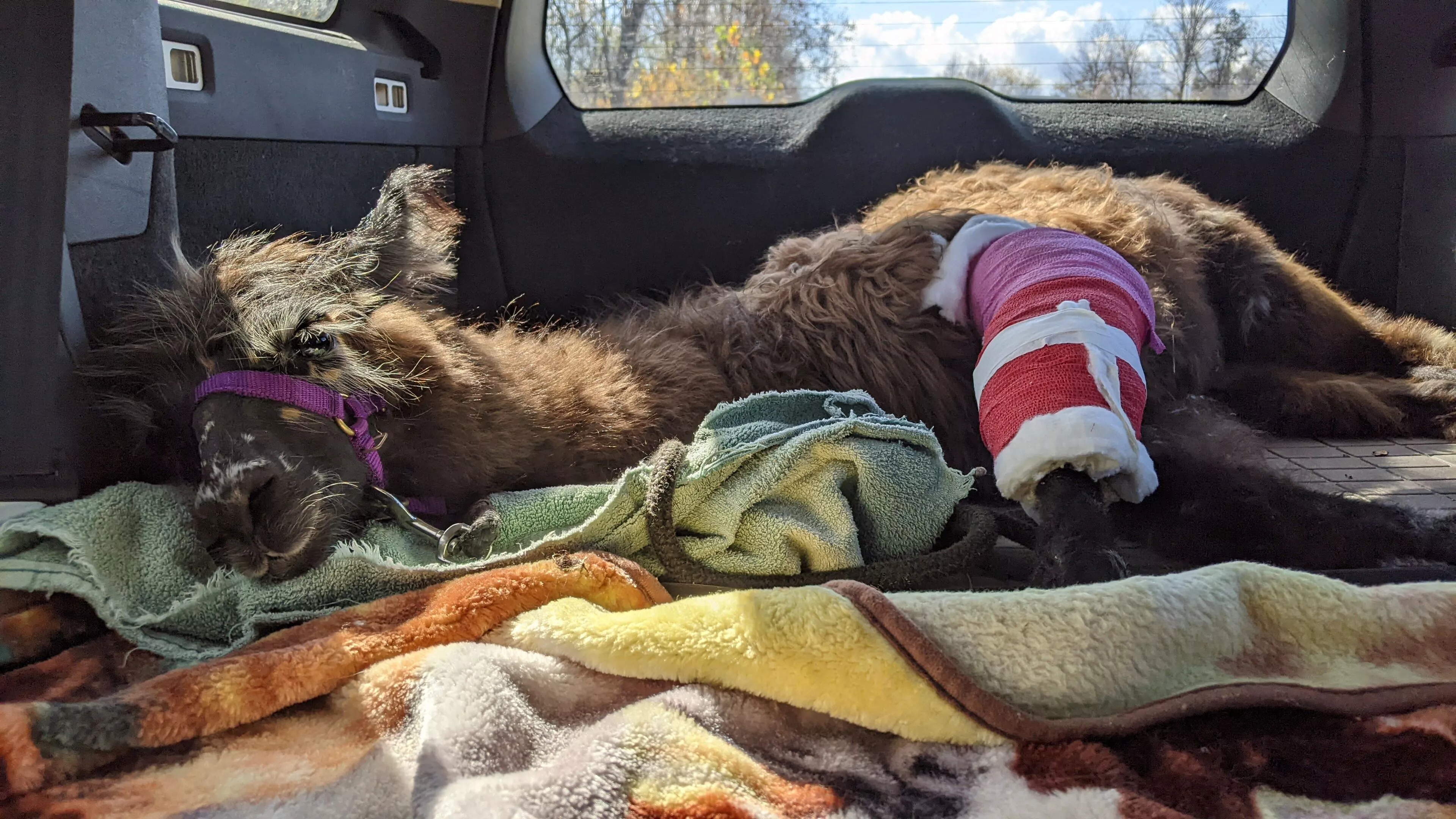 An image of Florian with a bandaged leg being transported in the back of a vehicle.