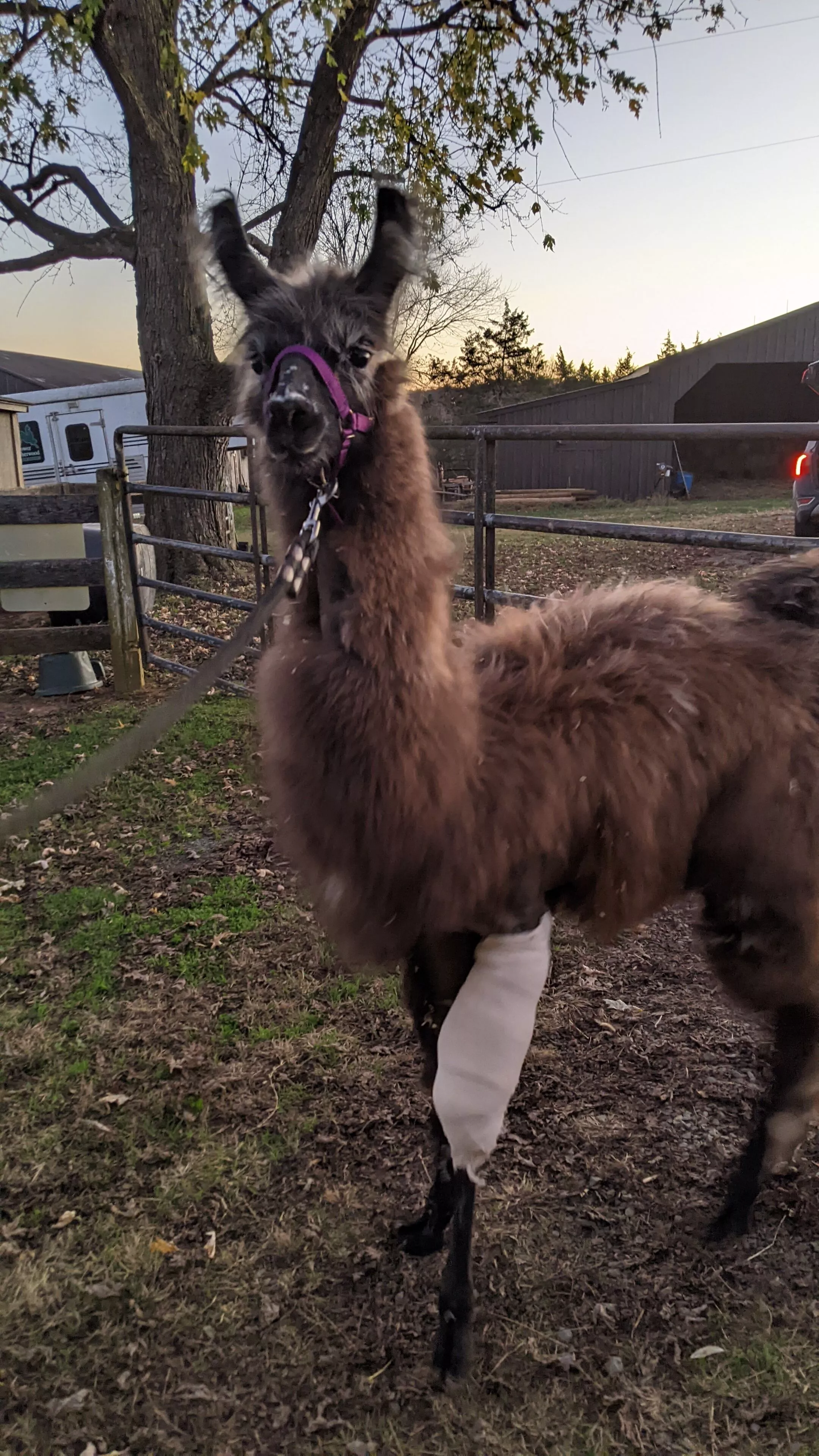 Florian outside with her bandaged leg