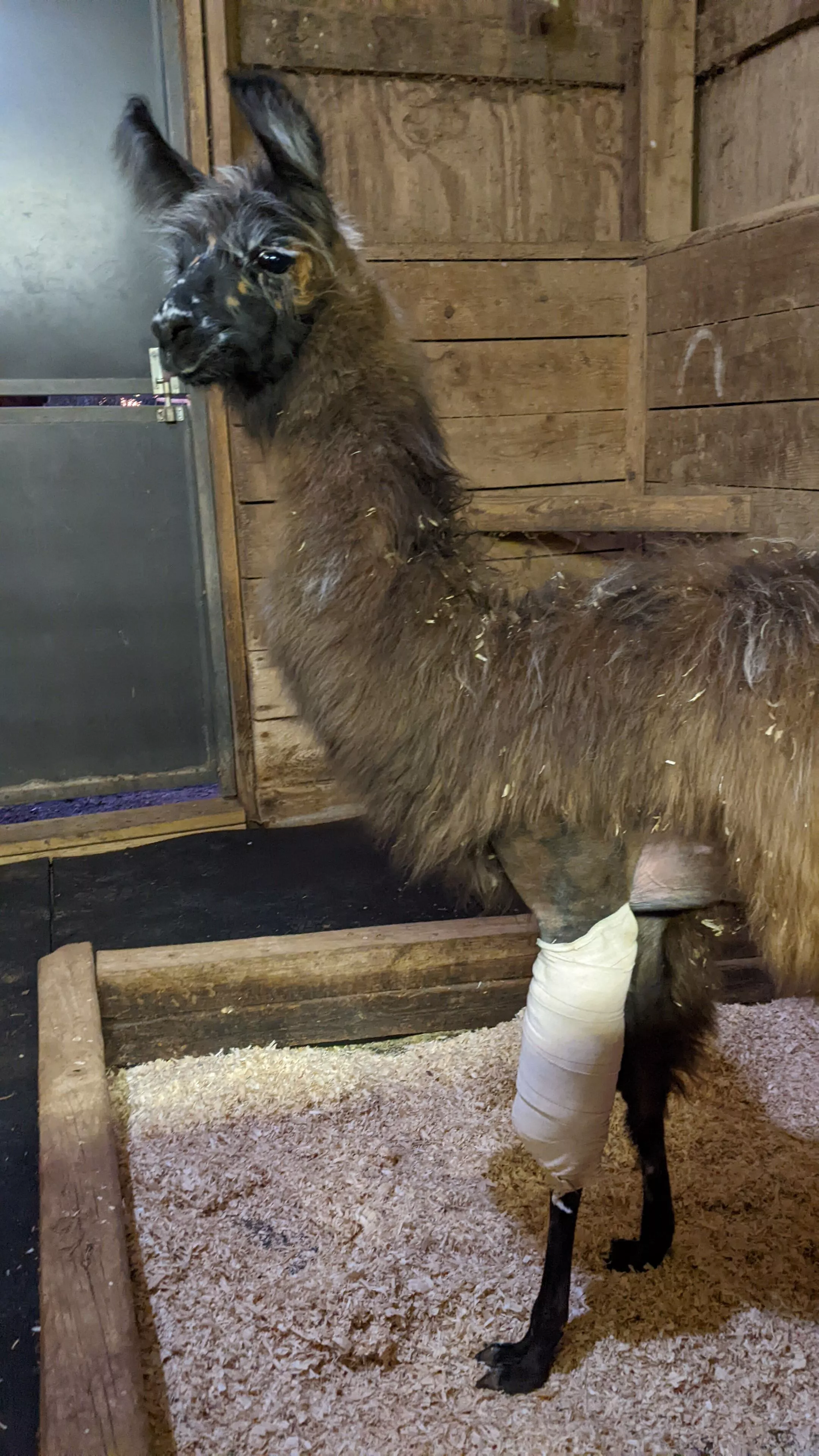 Florian with her leg bandaged in her private stall