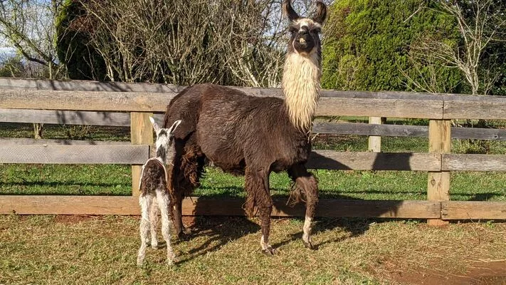 A photo of Cricket and her newborn baby, Flemming