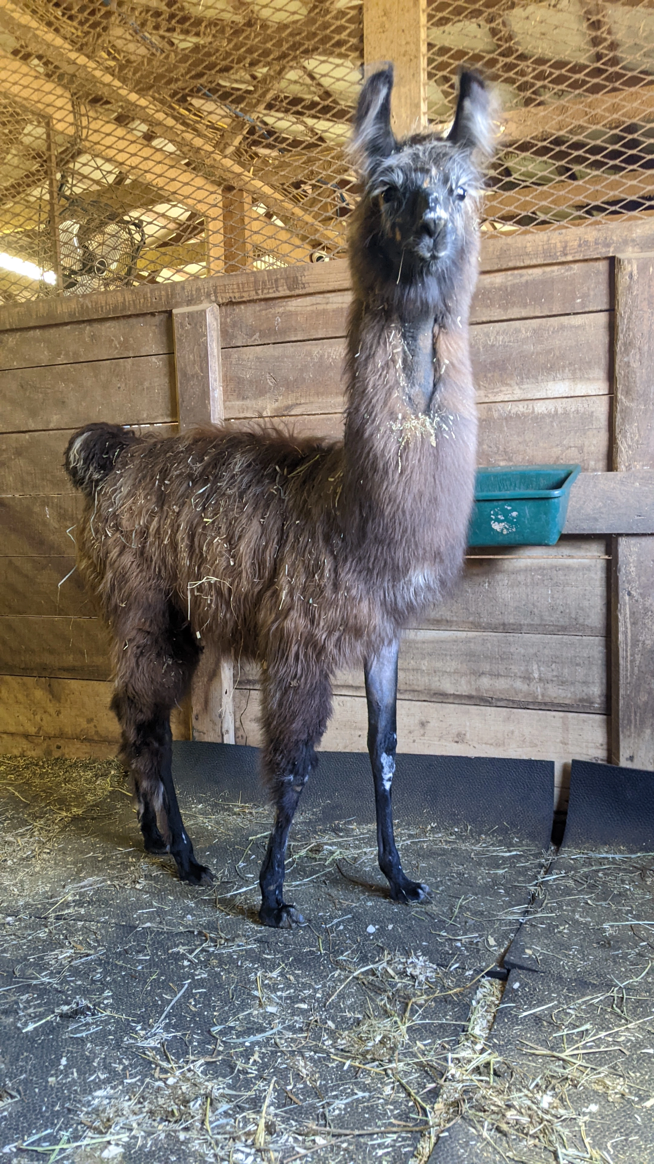 Florian in her recovery stall without her leg bandaged