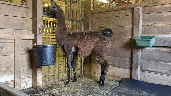 Florian in her recovery stall without her leg bandaged