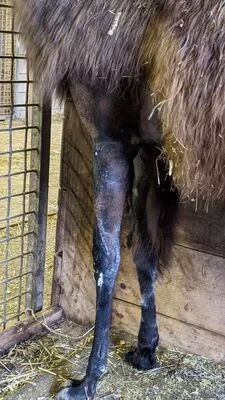 A close up of Florian's leg after her staples were removed