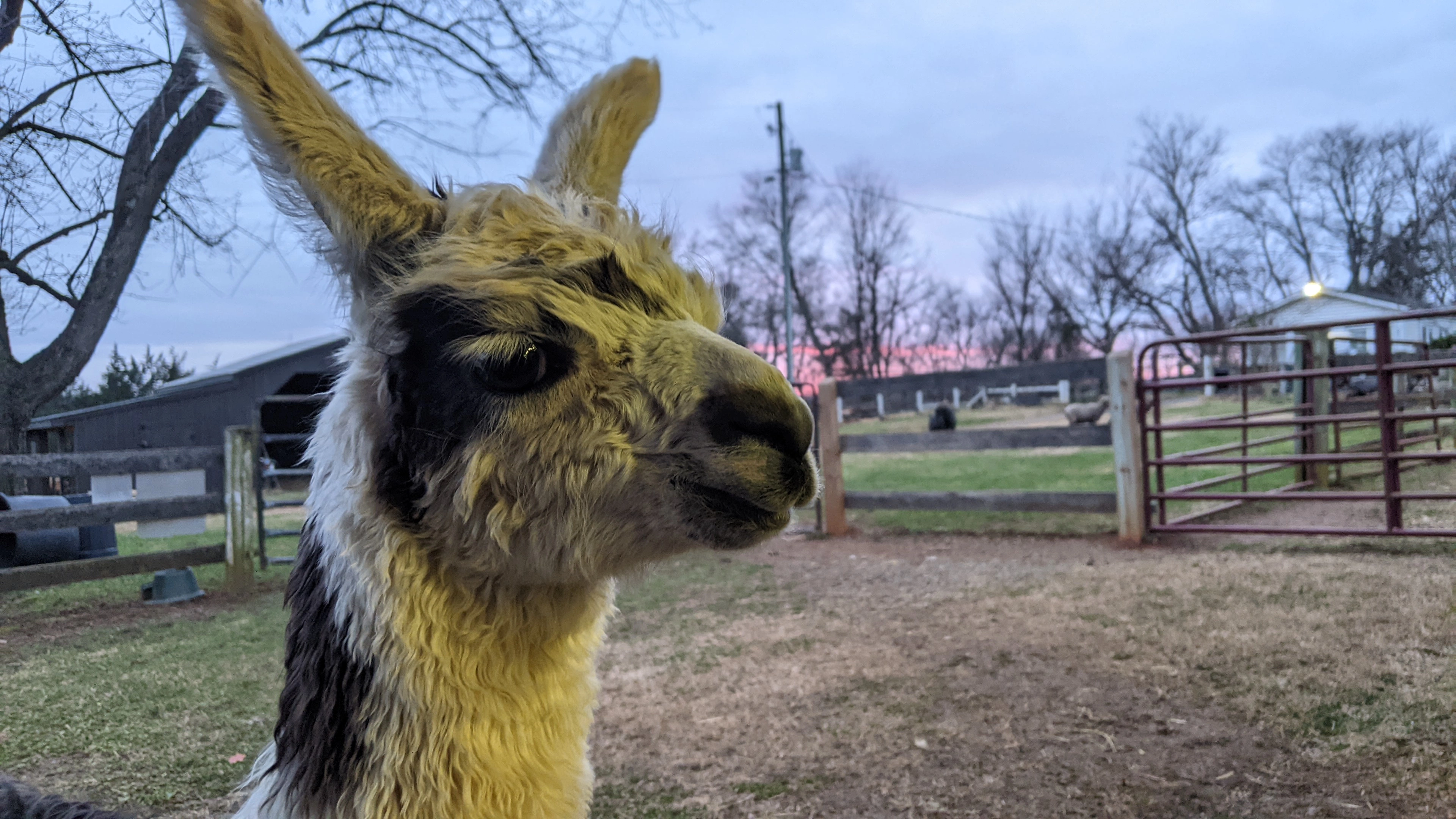 An image of a young llama named Flemming