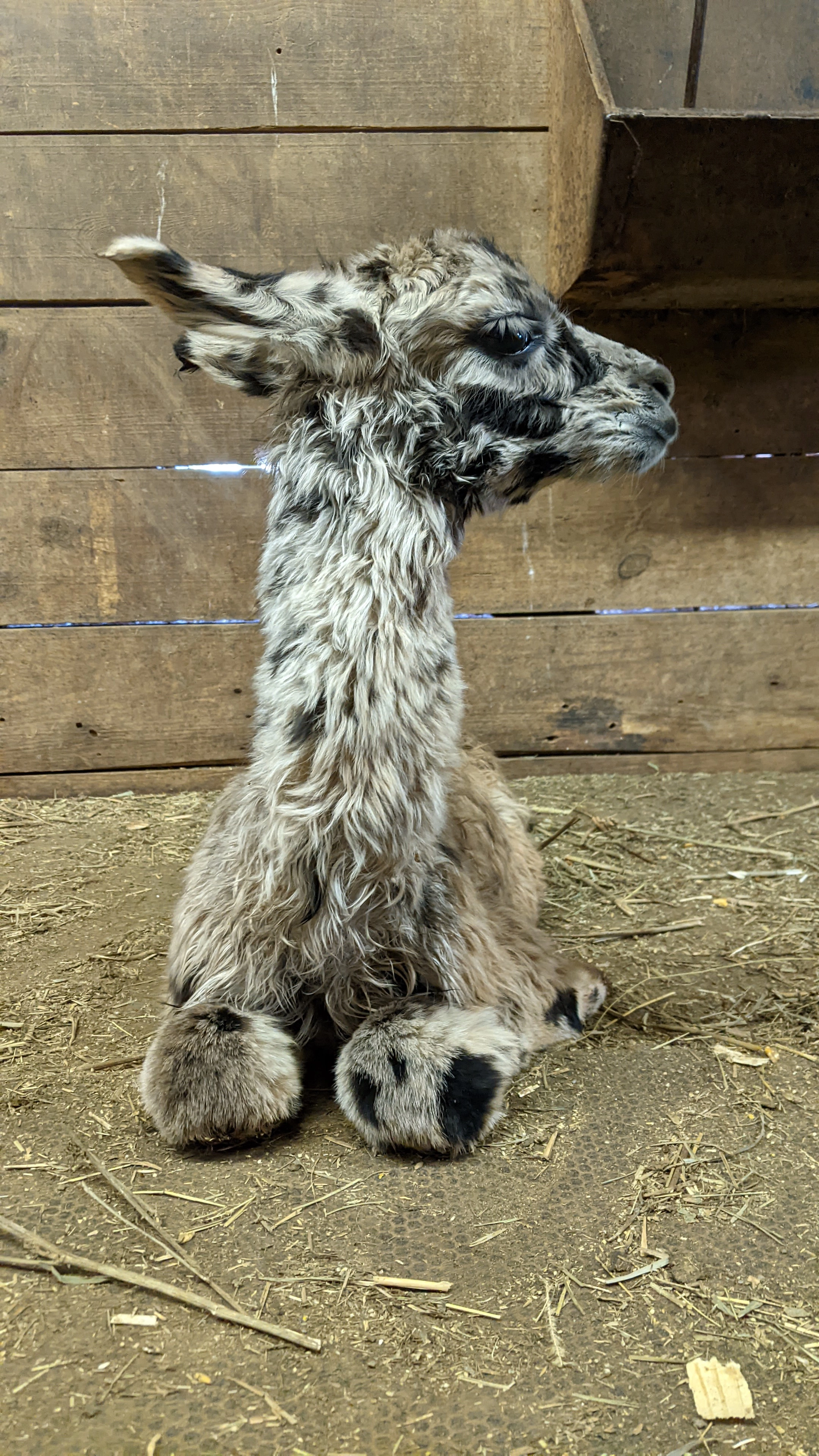 An profile view of a newborn llama named Fitz
