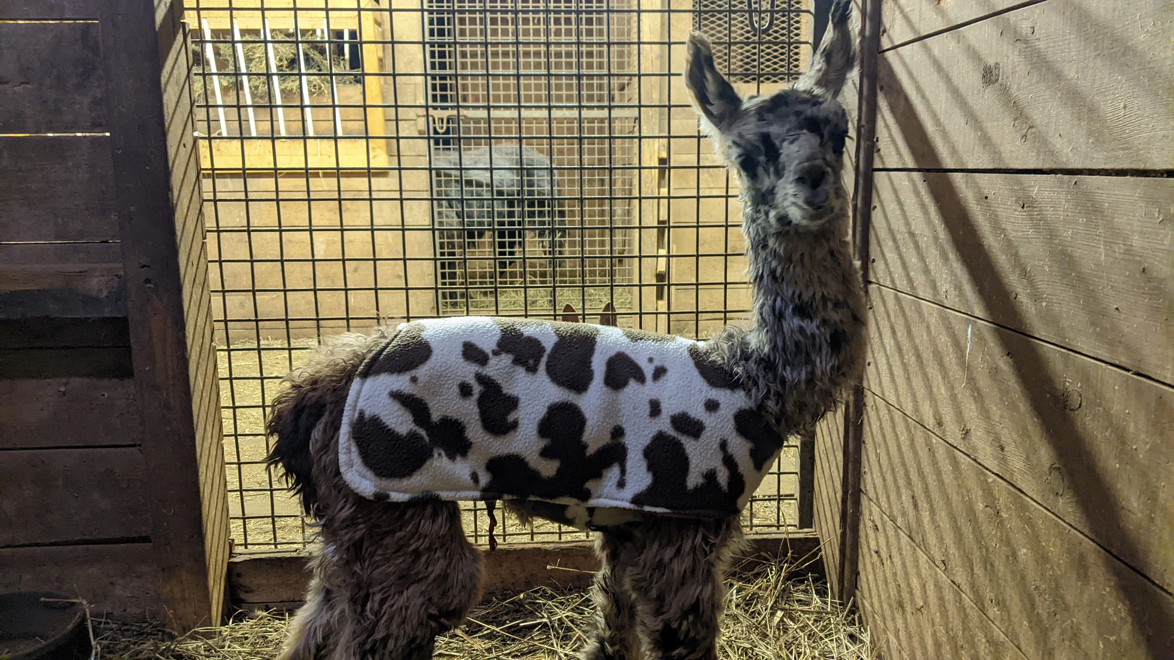 An image of a newborn llama named Fitz wearing a white and brown jacket