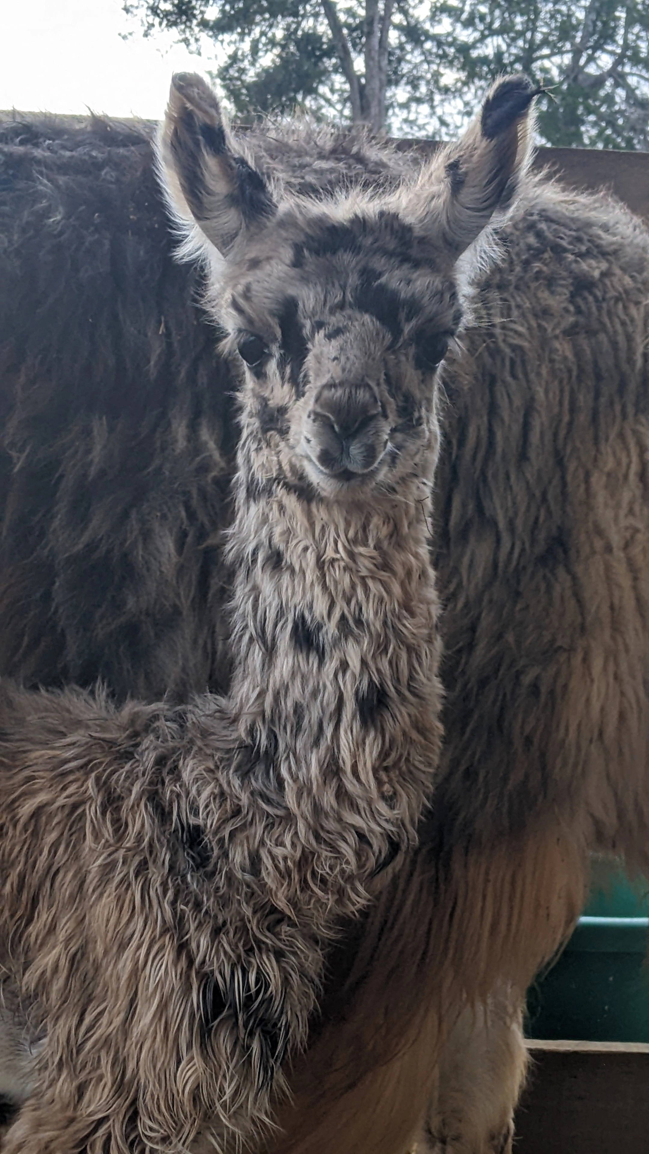 An image of a newborn llama named Fitz
