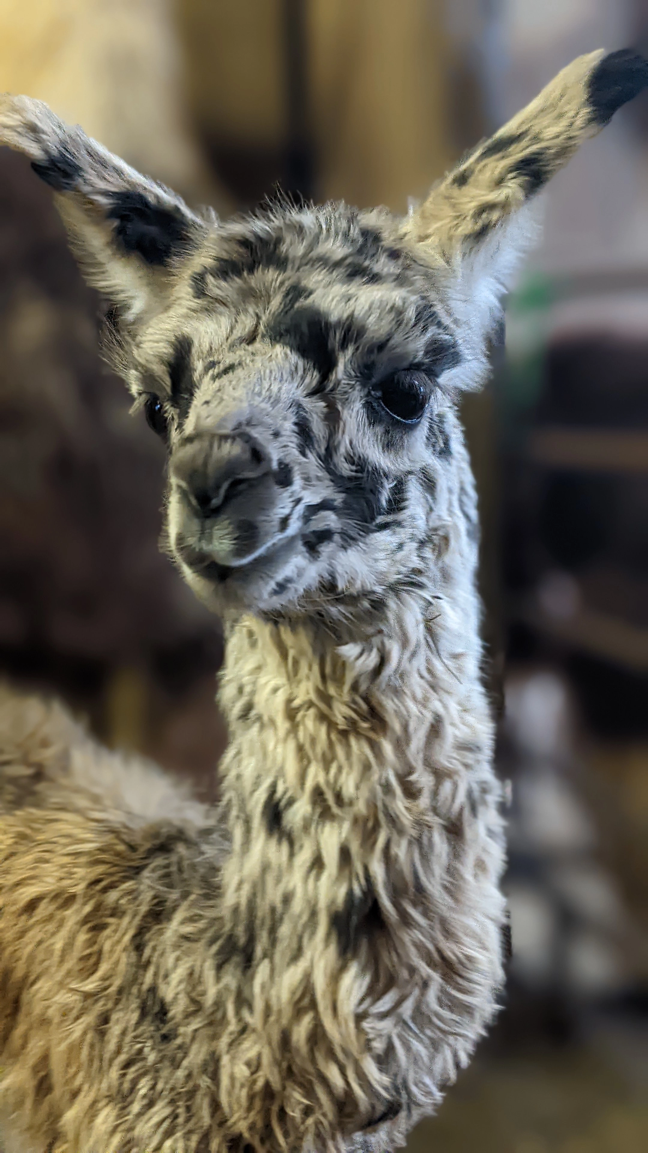 A portrait image of a newborn llama named Fitz