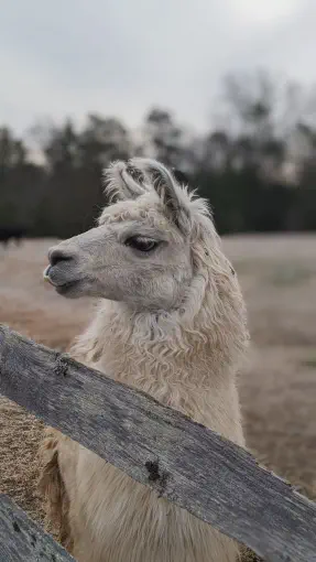 An image of a llama named Max