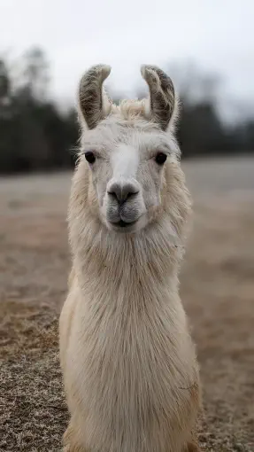 An image of a llama named Thomas