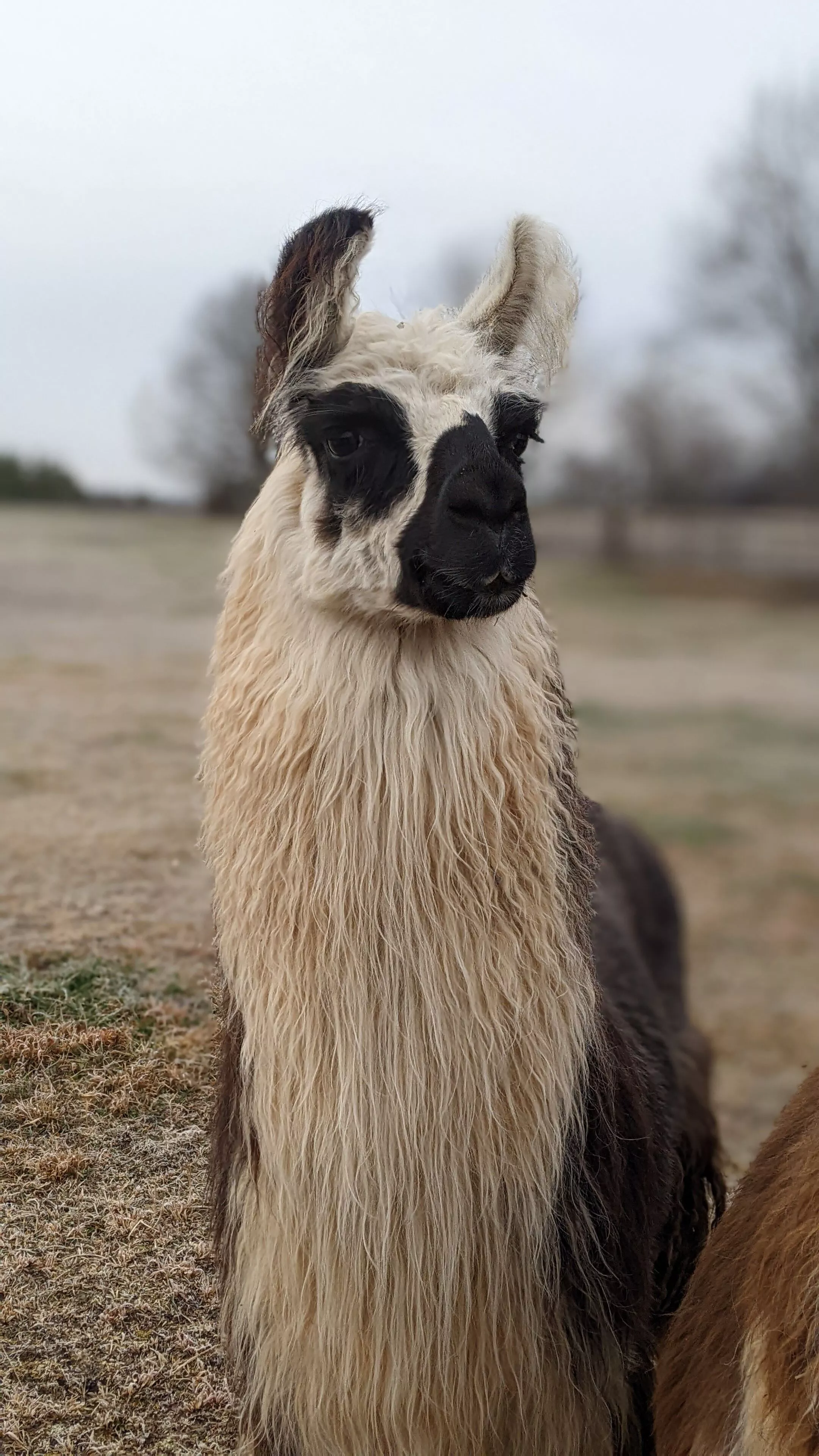 A portrait image of a llama named King