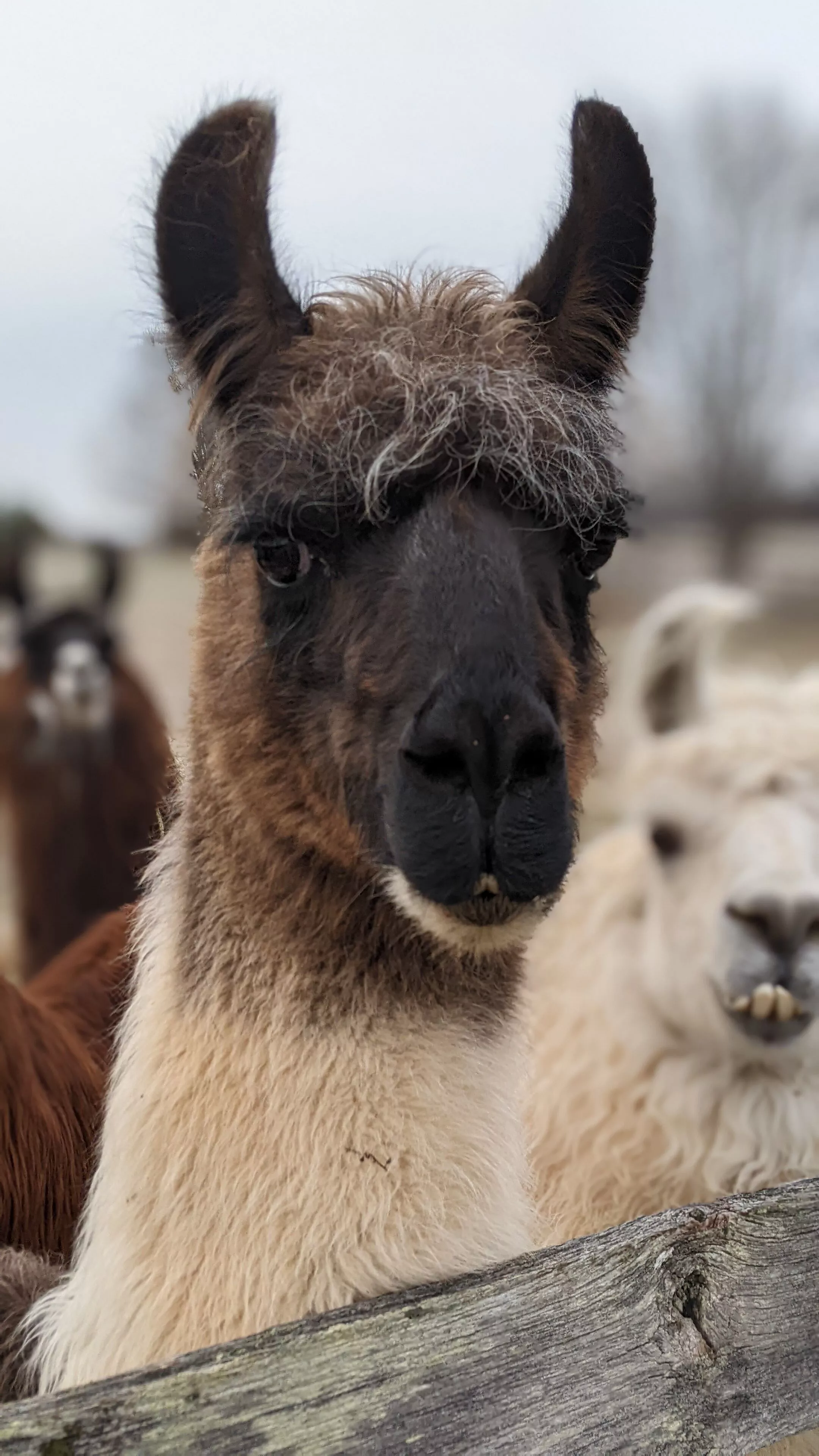 A portrait image of a llama named Danny