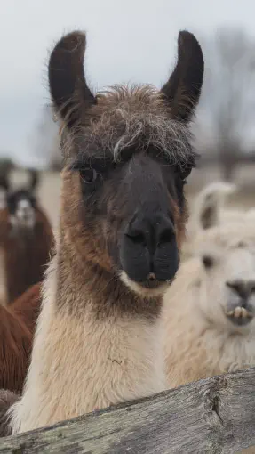An image of a llama named Danny