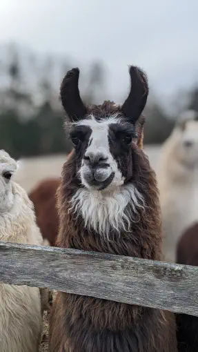 An image of a llama named Chewy