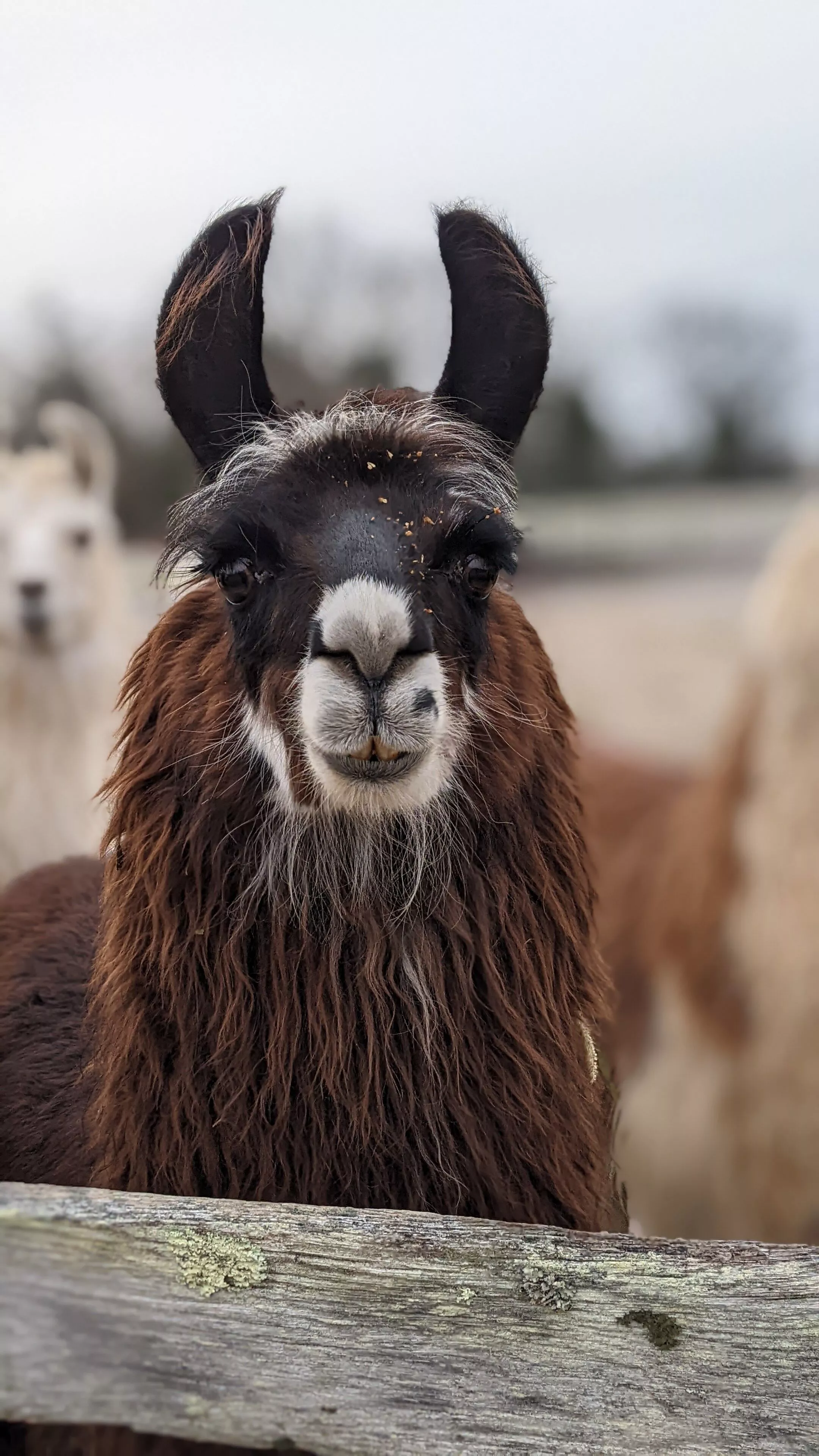 A portrait image of a llama named Jamieson