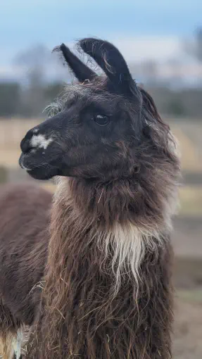 An image of a animal named OK Boomer