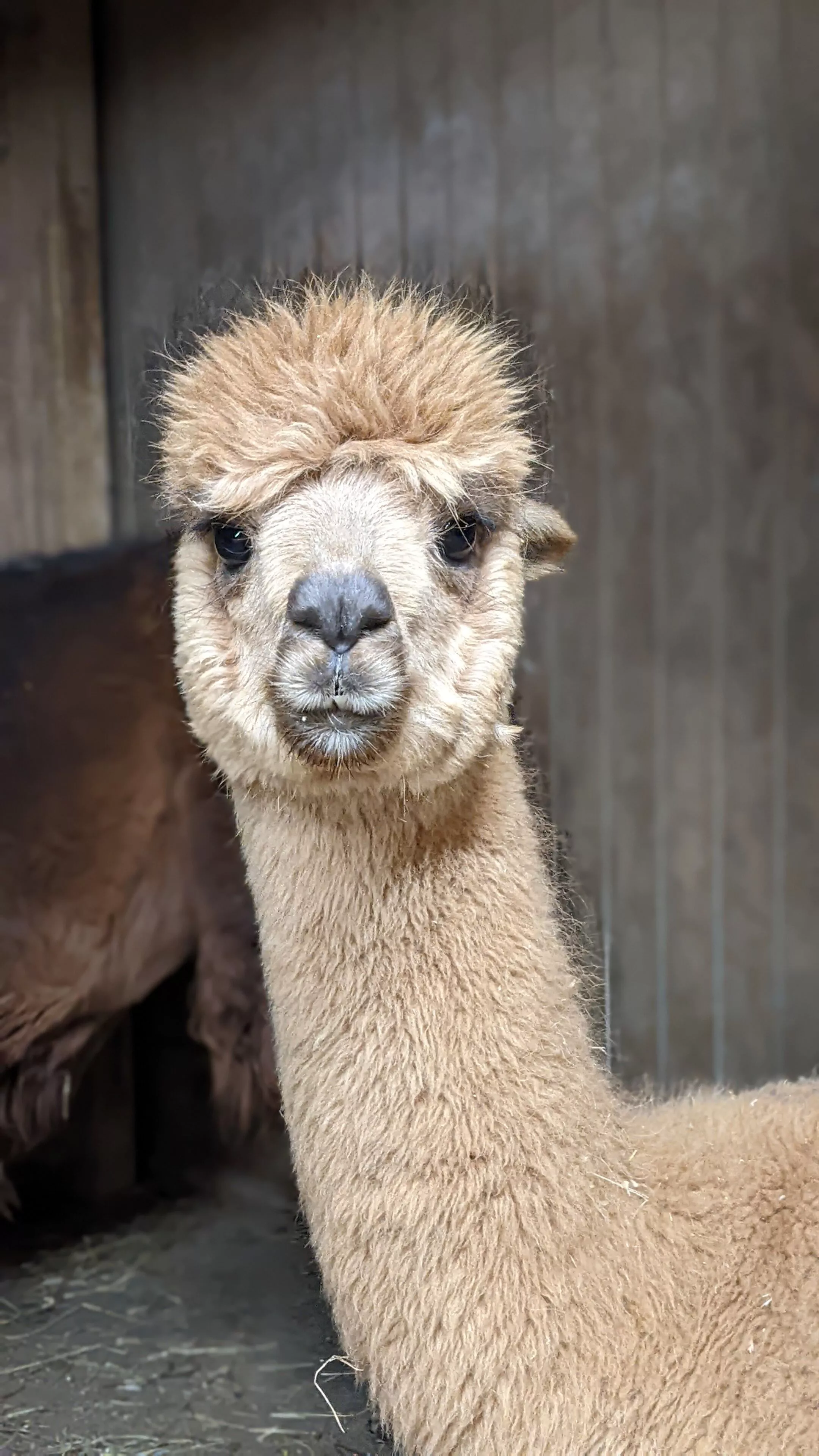 A portrait image of an alpaca named Clare