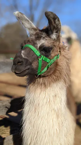 An image of a animal named Chennai