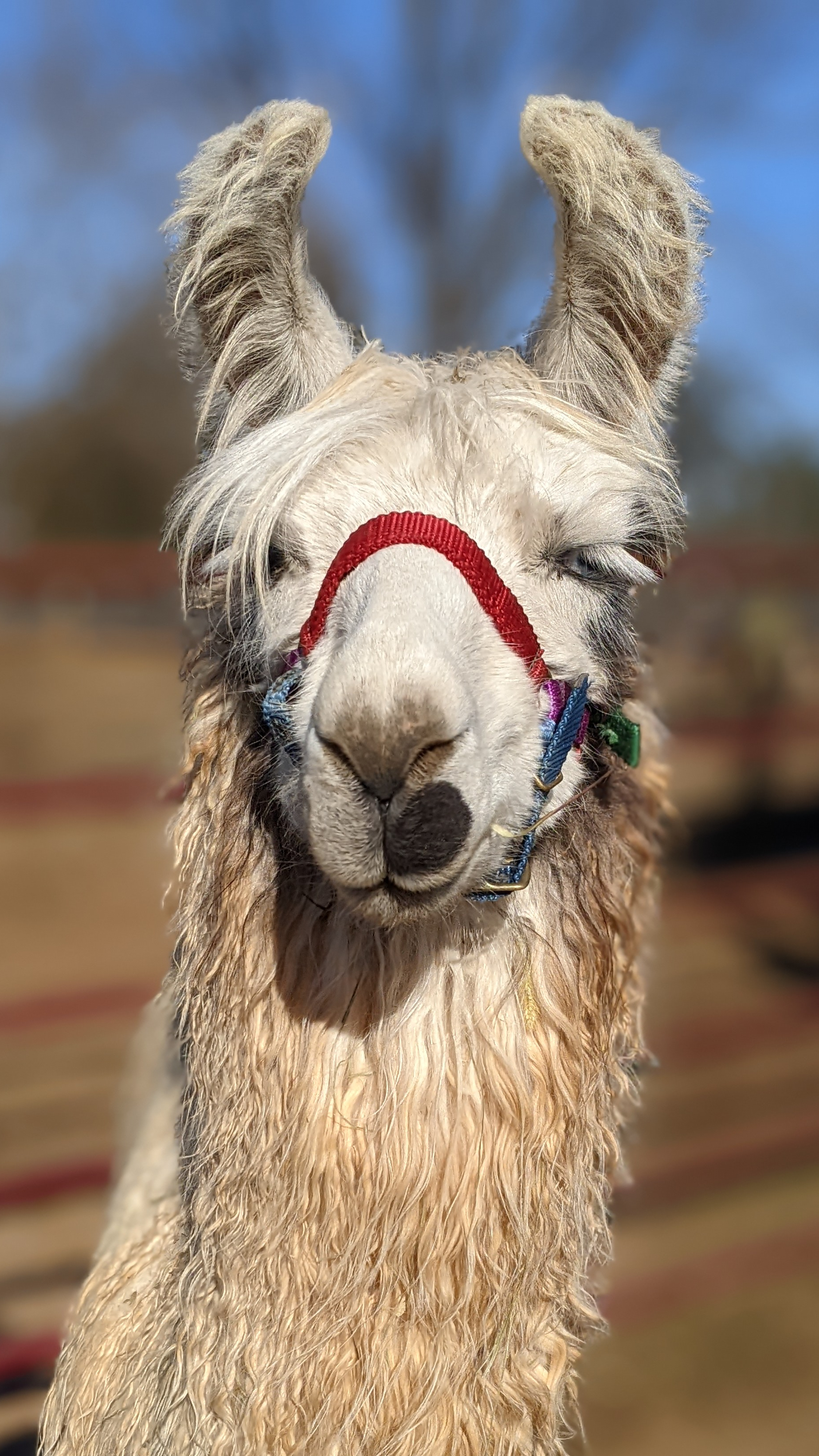 A portrait image of a llama named Lullabye