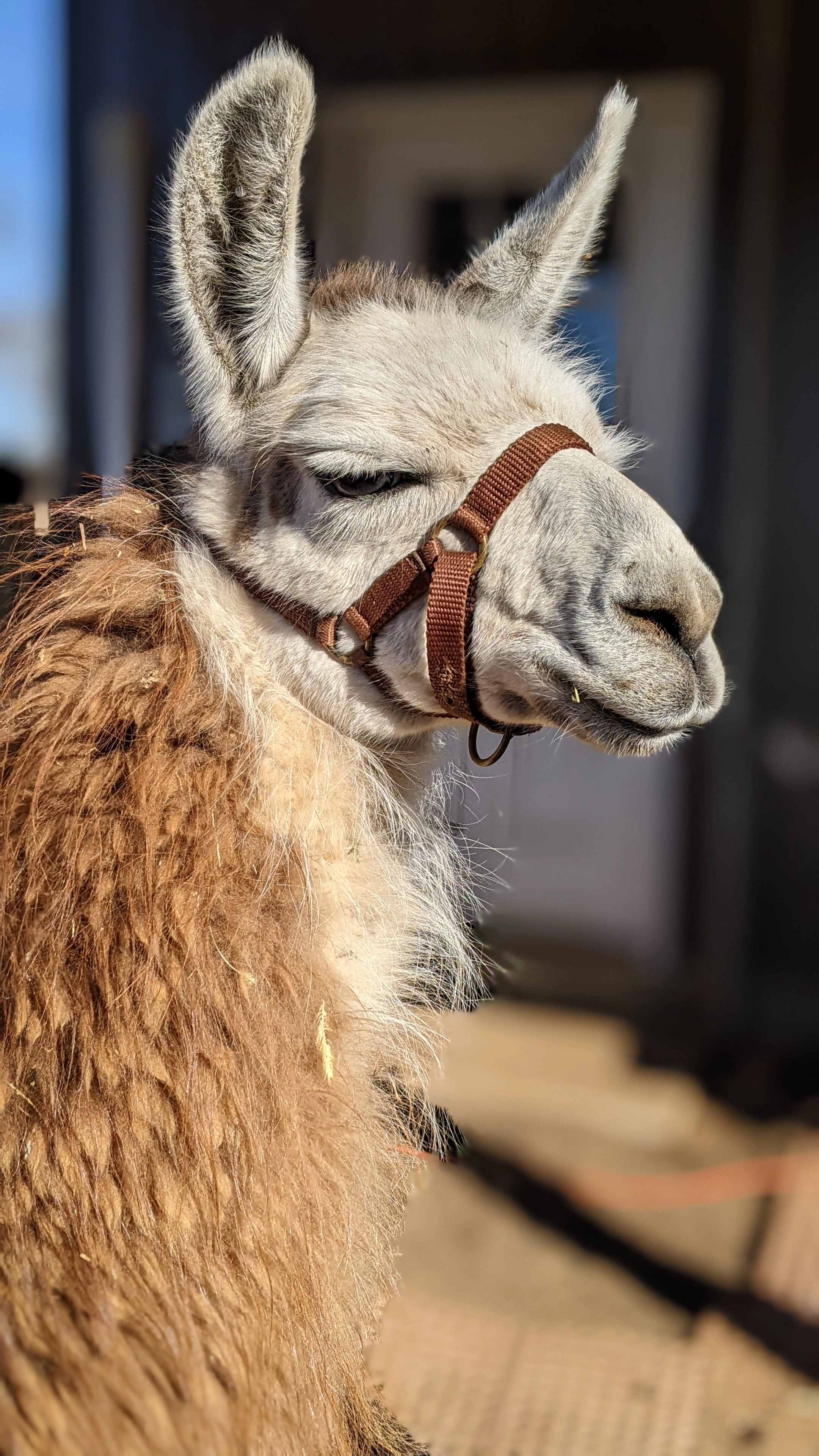 A portrait image of a llama named Lottie