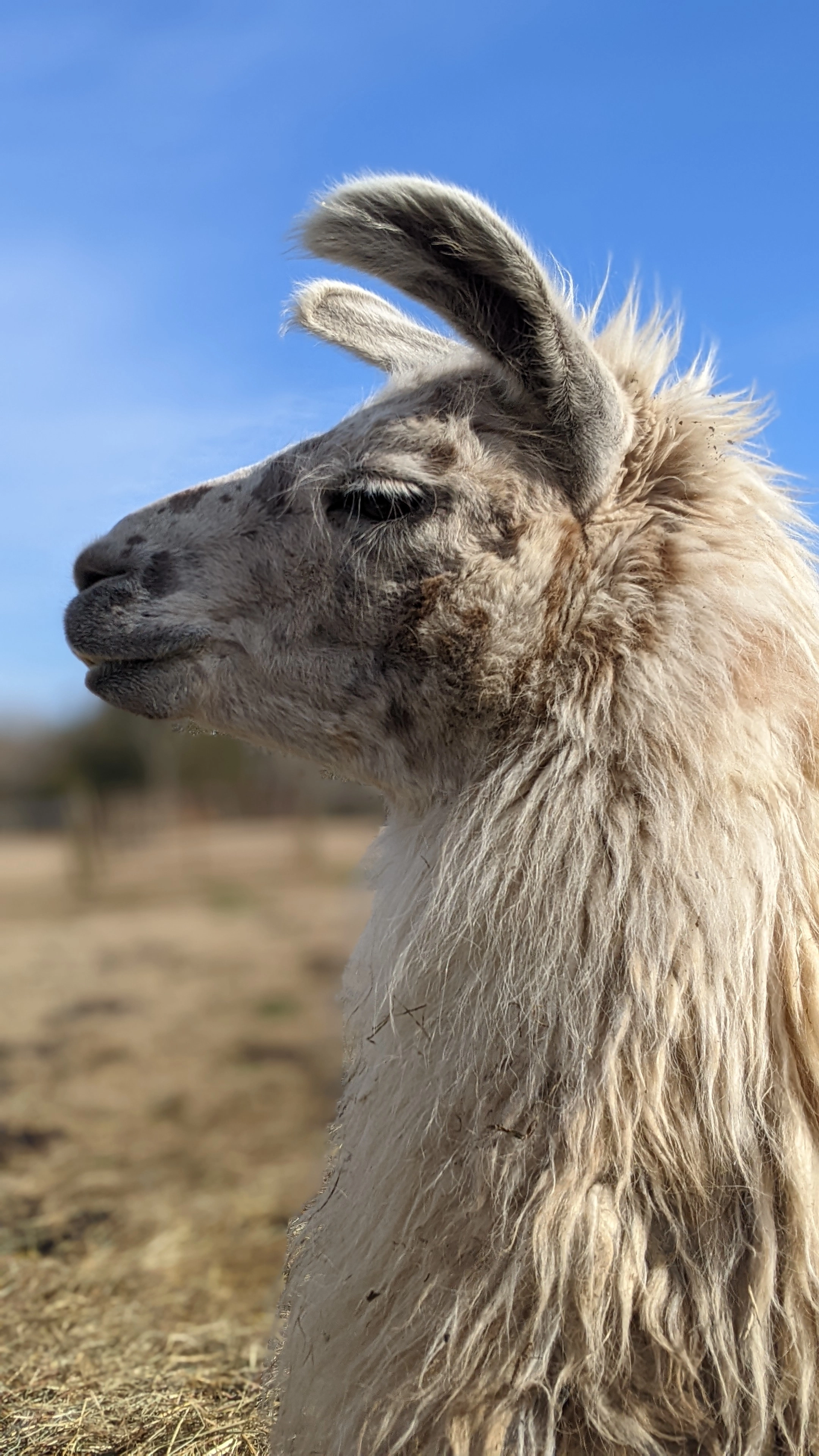 A portrait image of a llama named Speckles