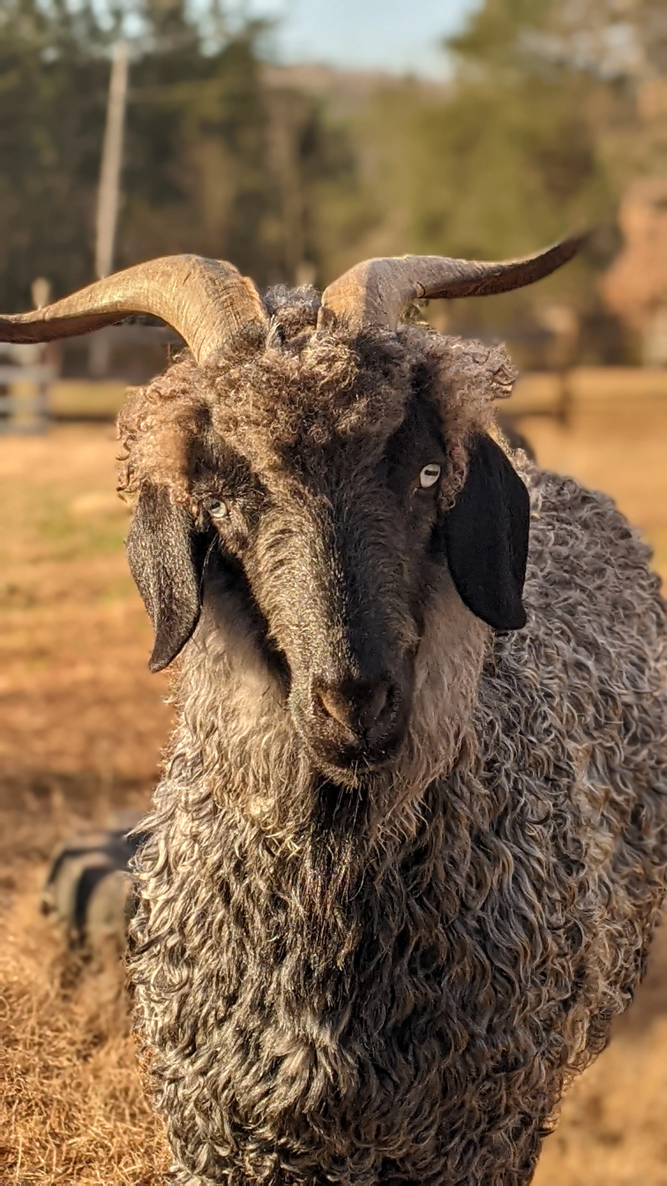 A portrait image of a goat named Norville