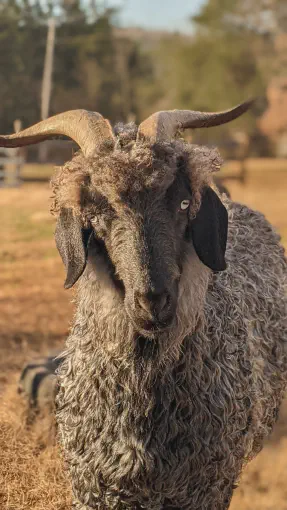 An image of a animal named Norville