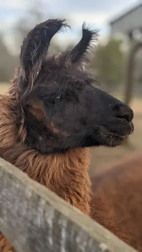 An image of a llama named Longbourn