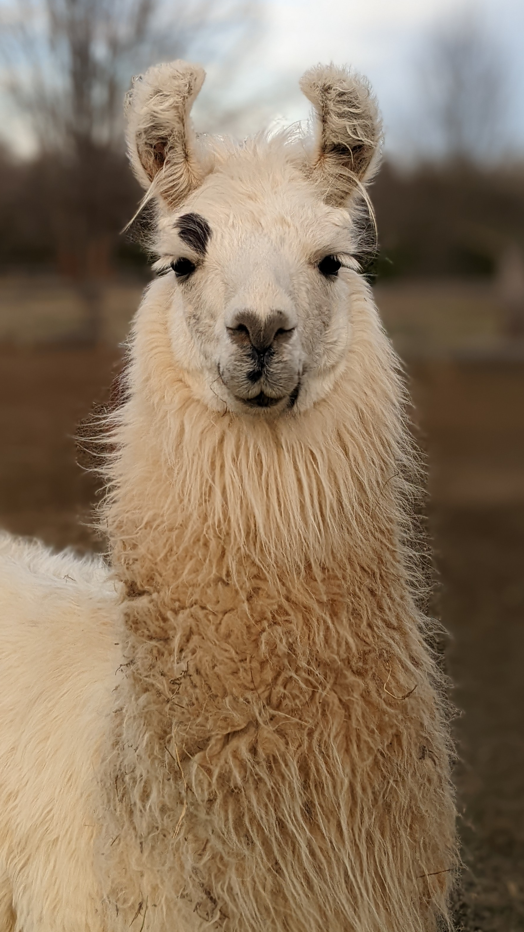 A portrait image of a llama named Hushabye