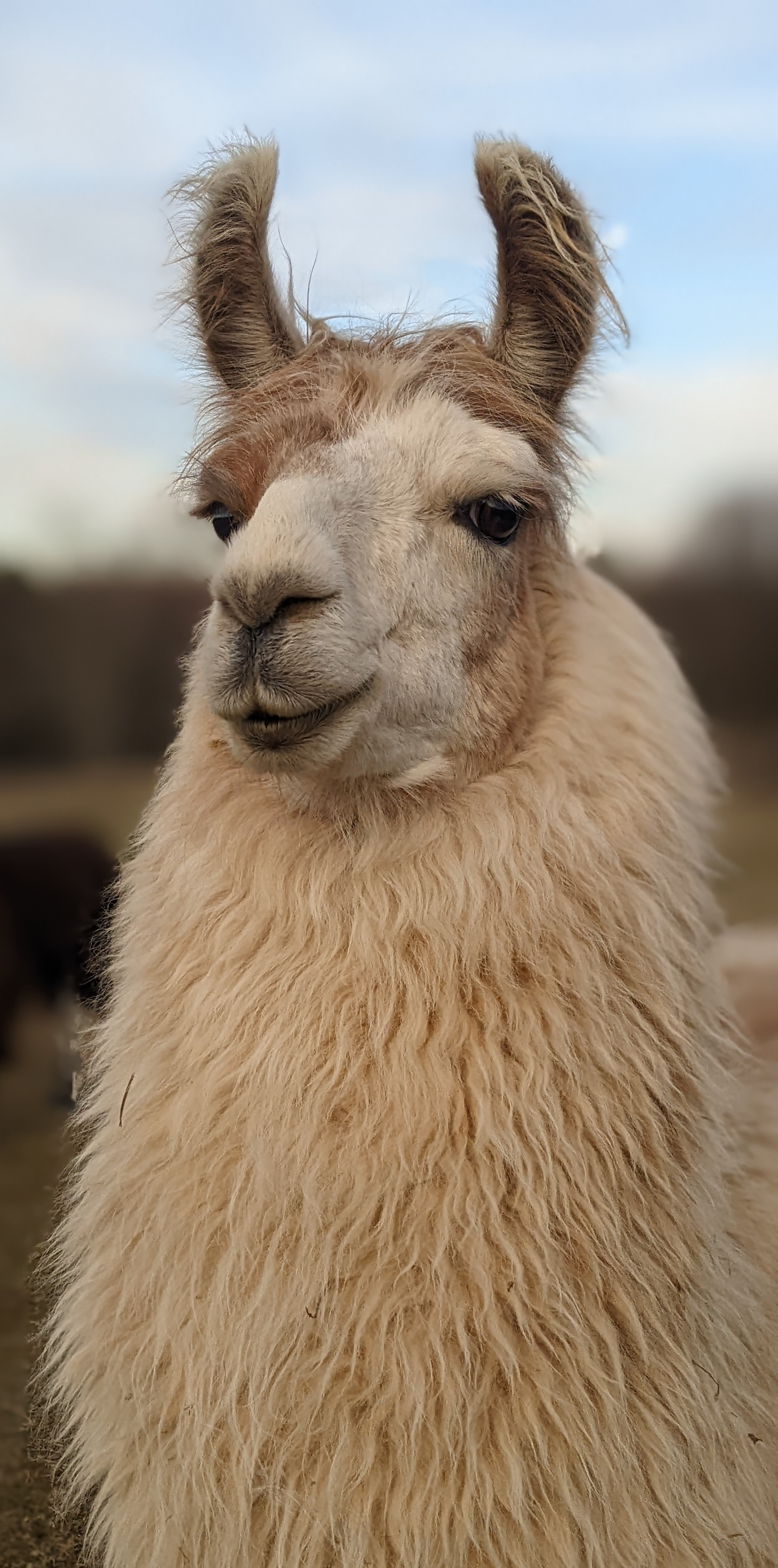 A portrait image of a llama named Boo