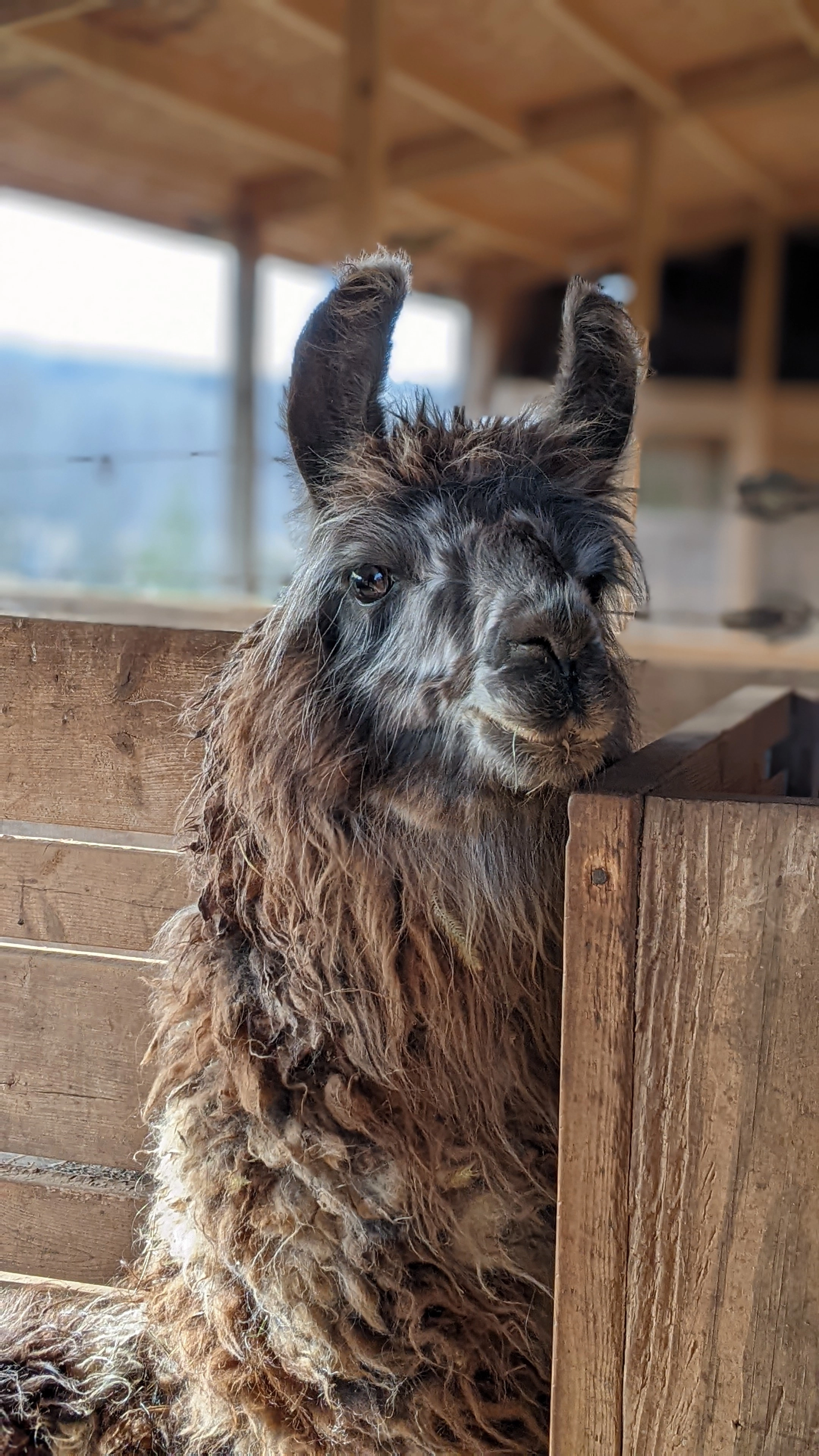 A portrait image of a llama named Gryffindor