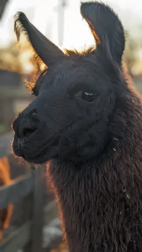 An image of a animal named Tonks