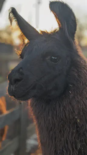 An image of a animal named Tonks