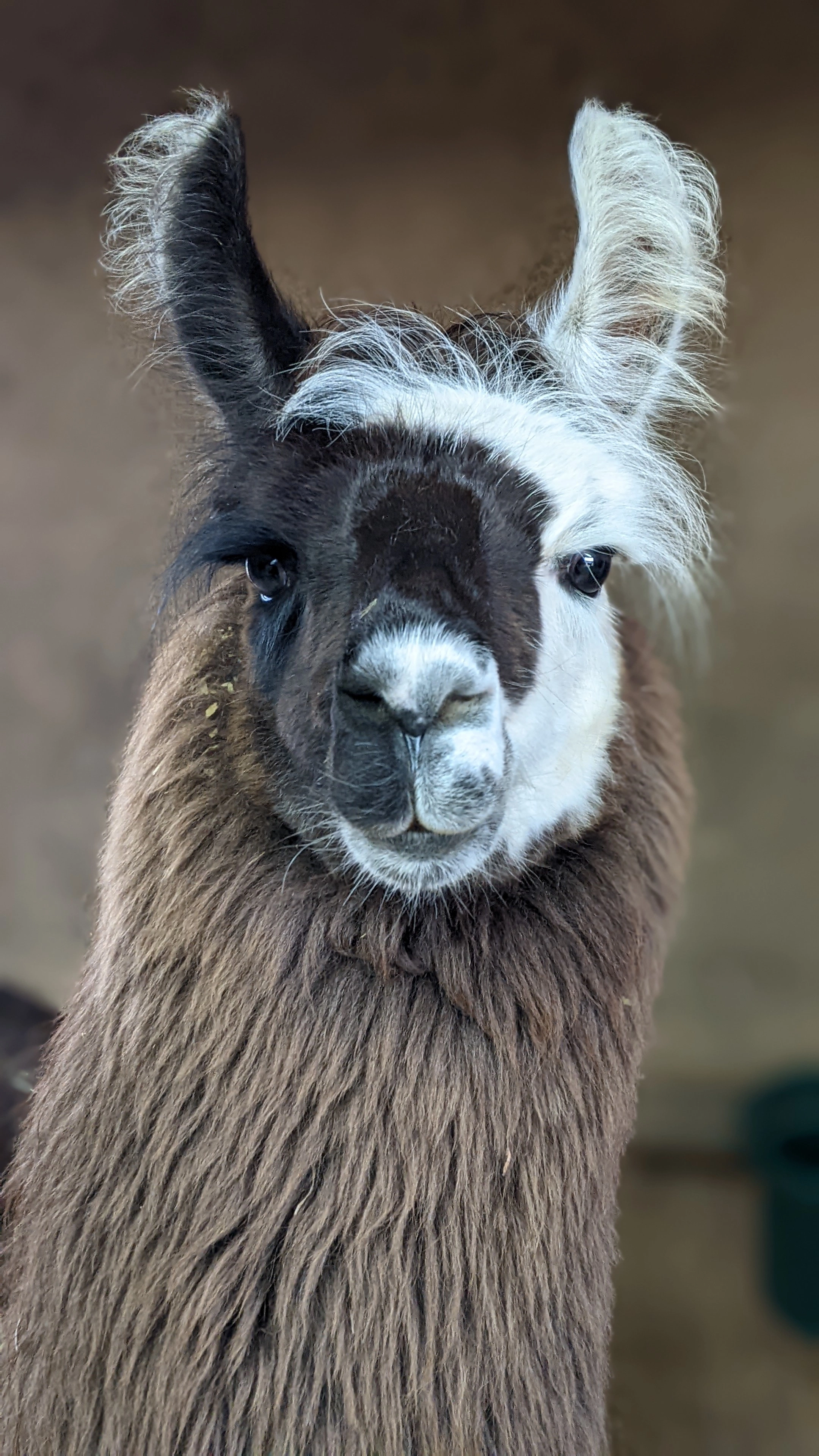 A portrait image of a llama named Kabooki