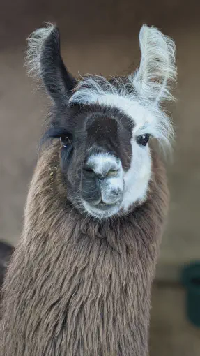 An image of a animal named Kabooki