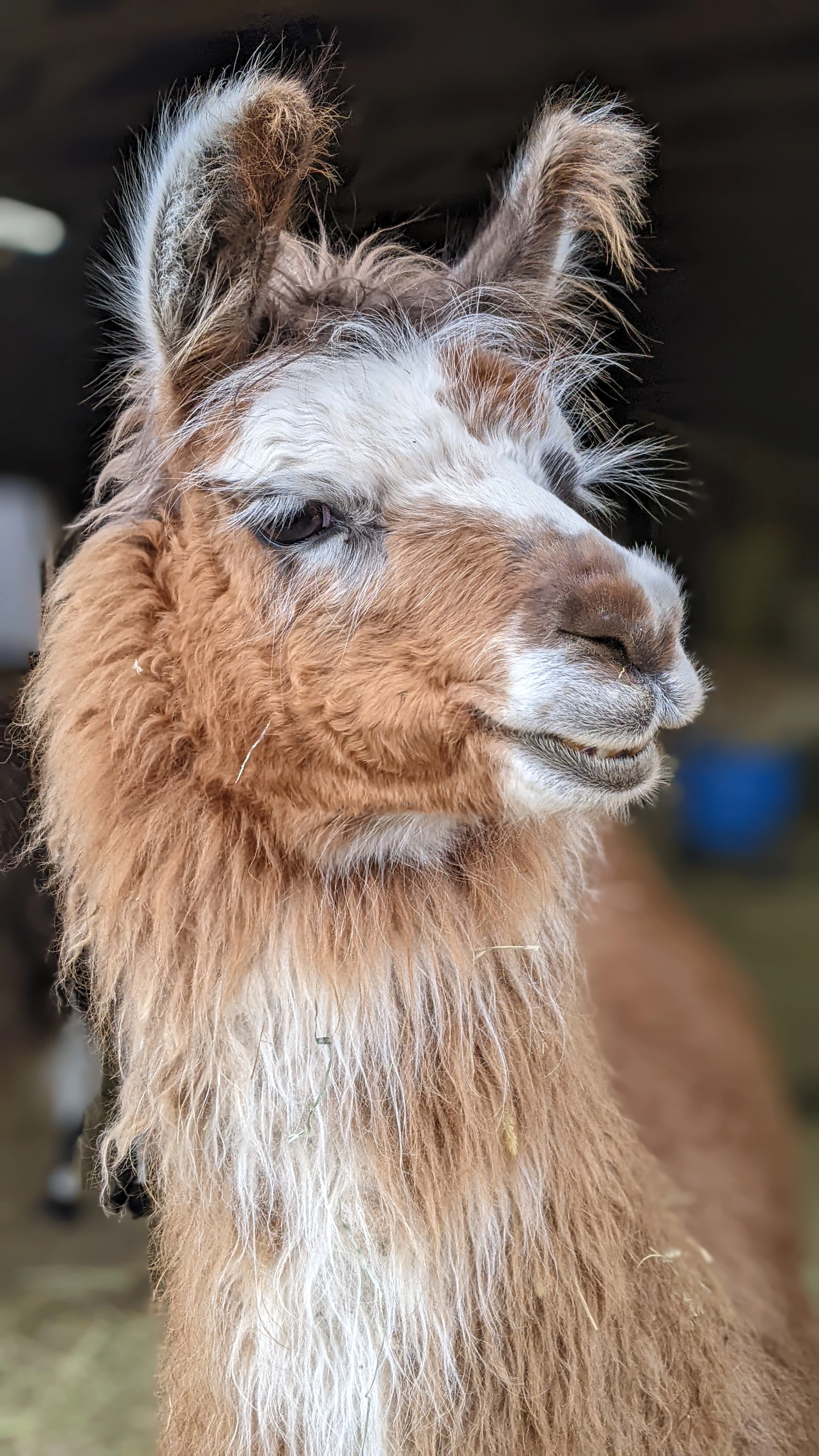 A portrait image of a llama named Elsa