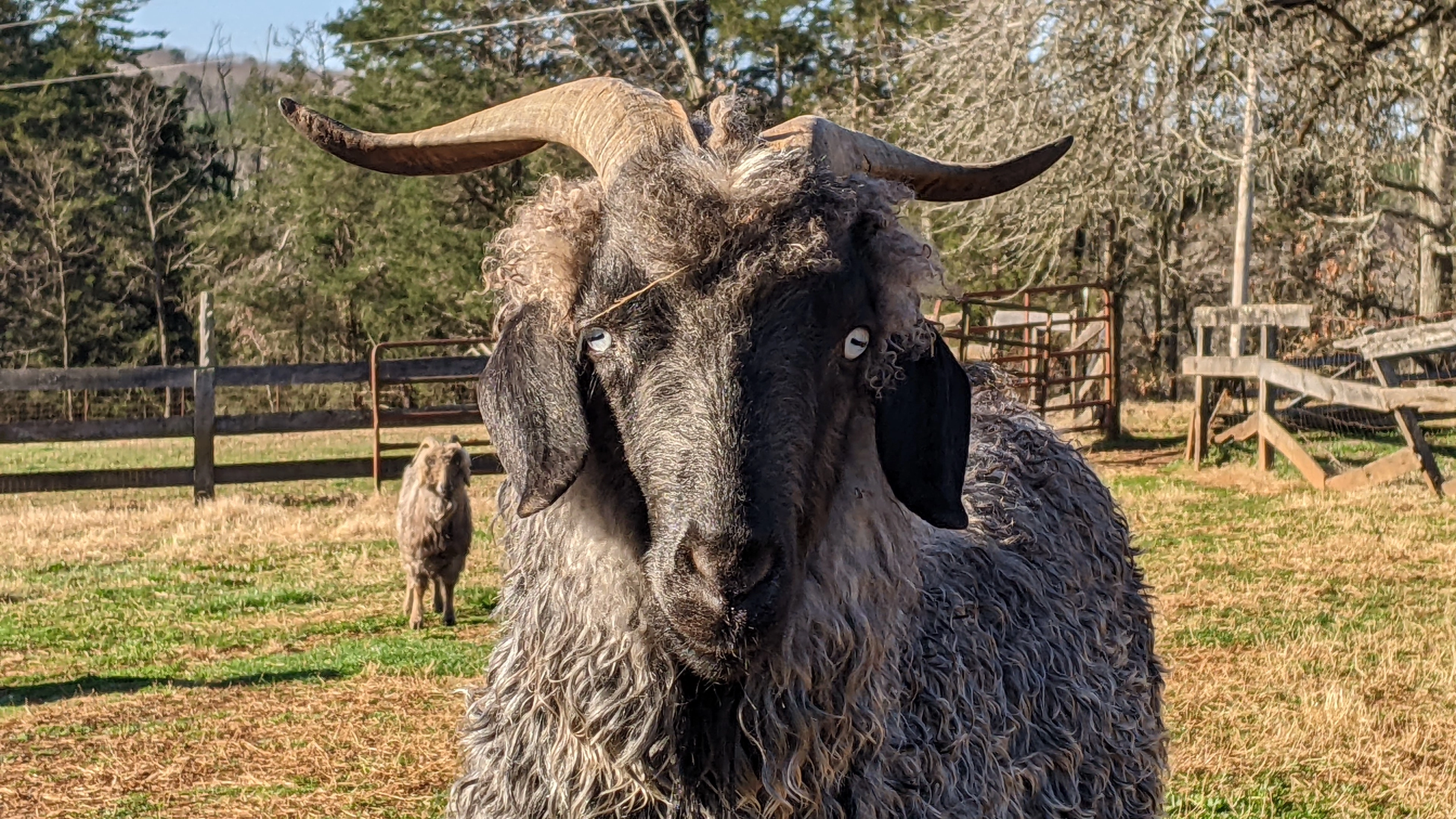 An image of a goat named Norville