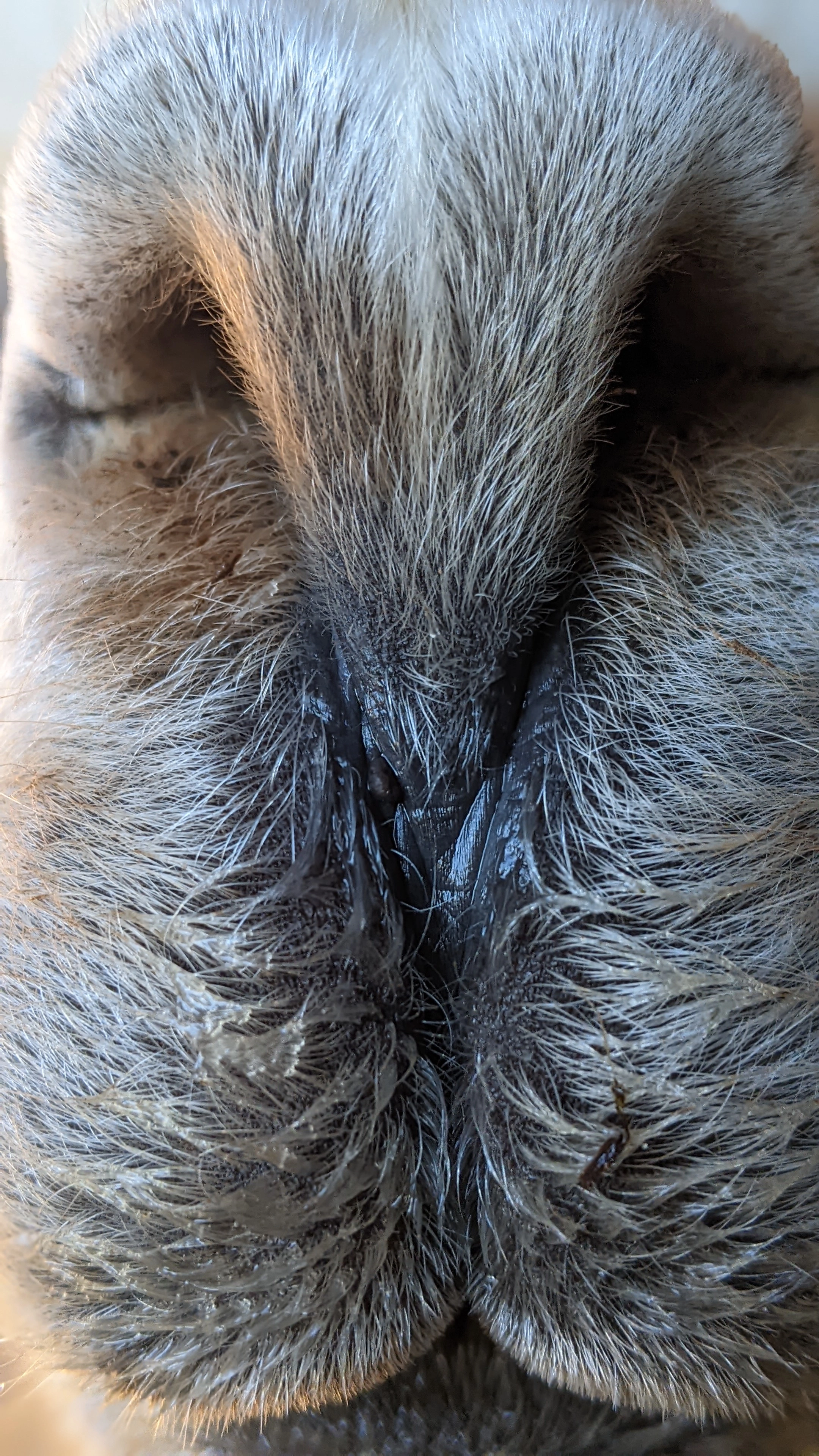A close-up photo of Pellegrino's nose.