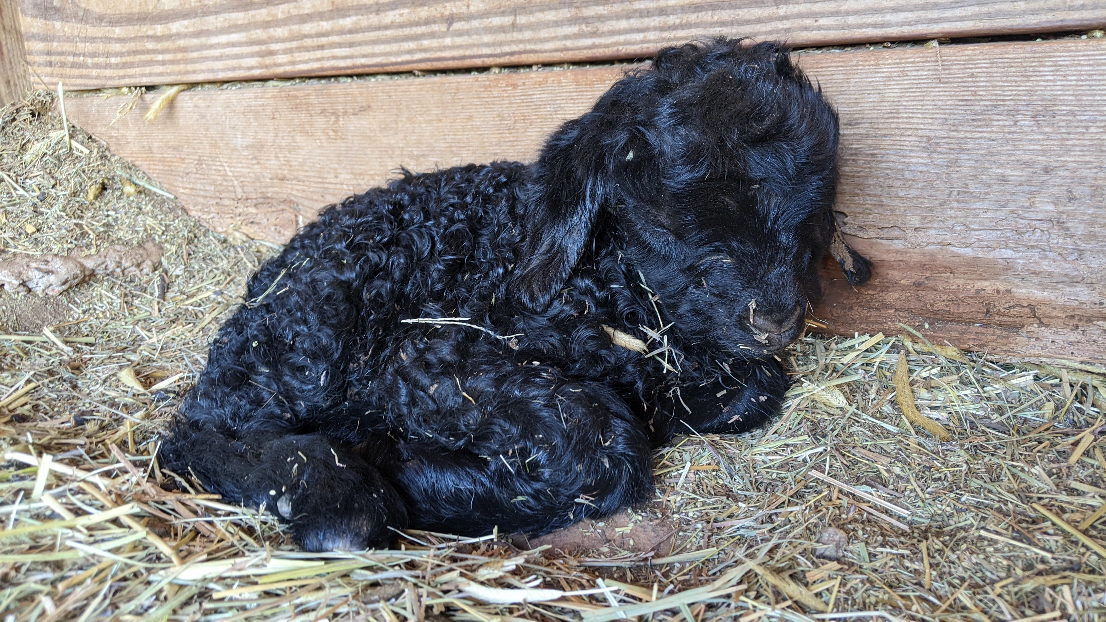 An image of a newborn goat named Teff