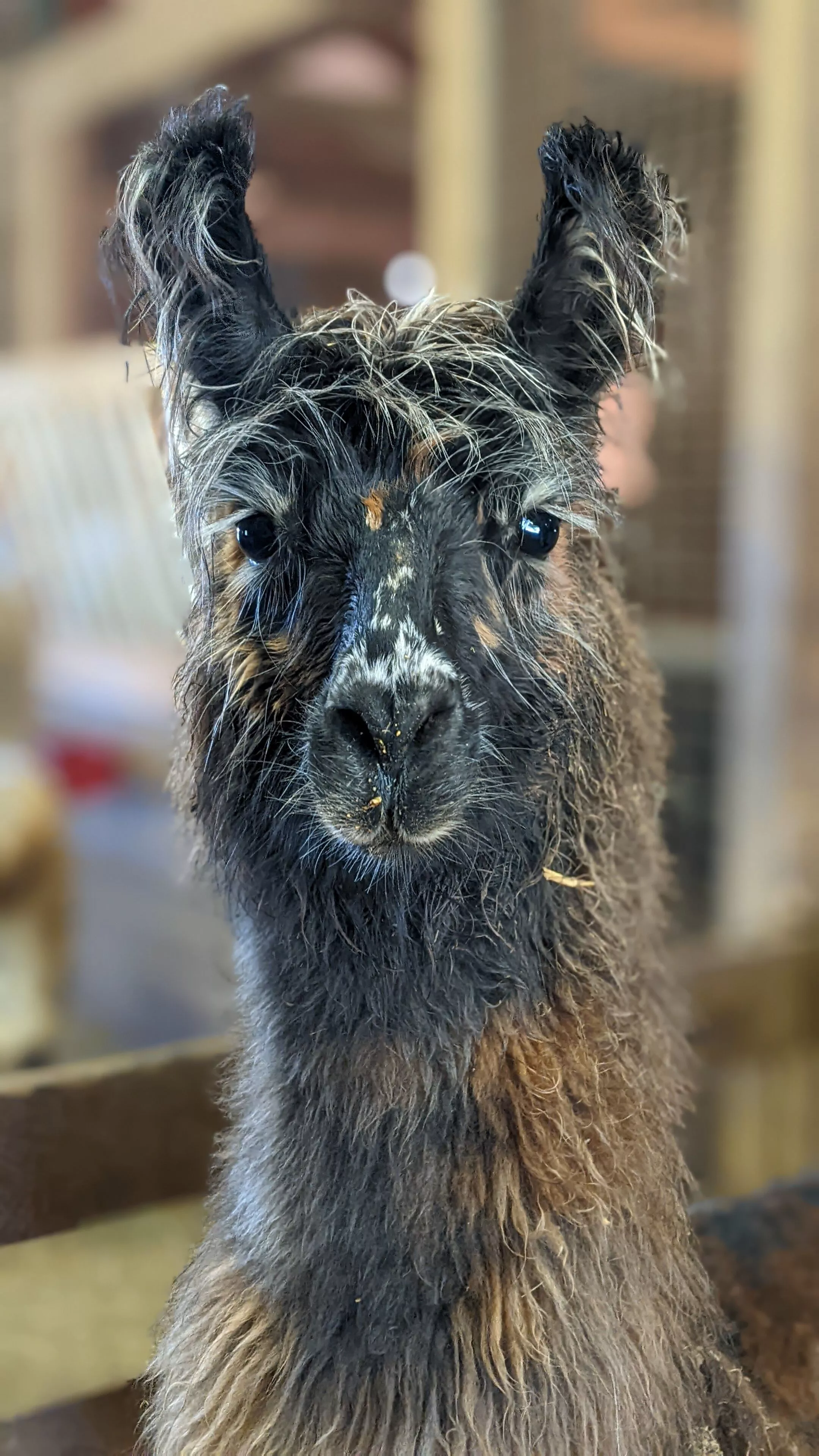 A portrait image of a llama named Florian