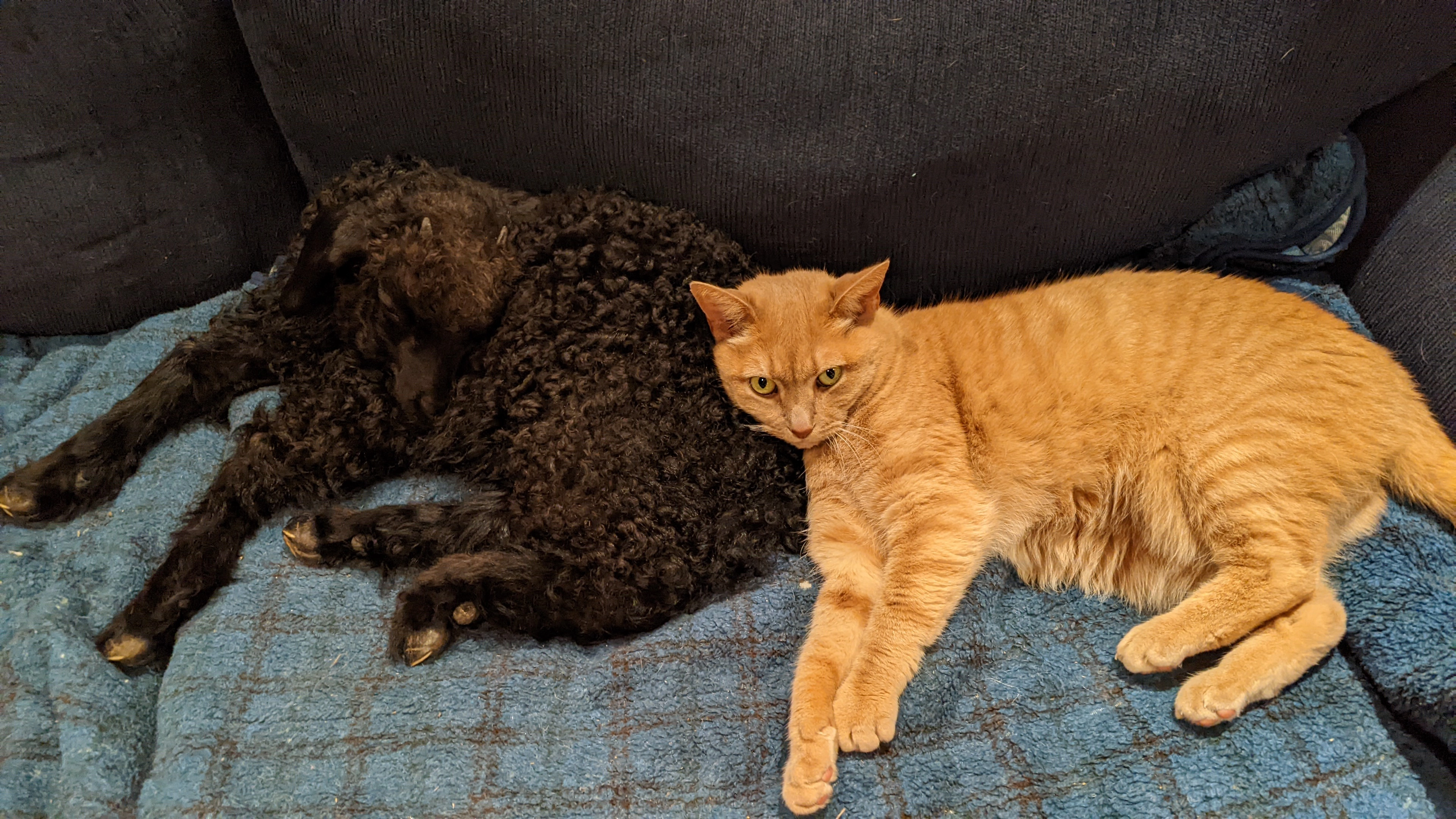 An image of a goat named Teff curled up on a couch with a cat.