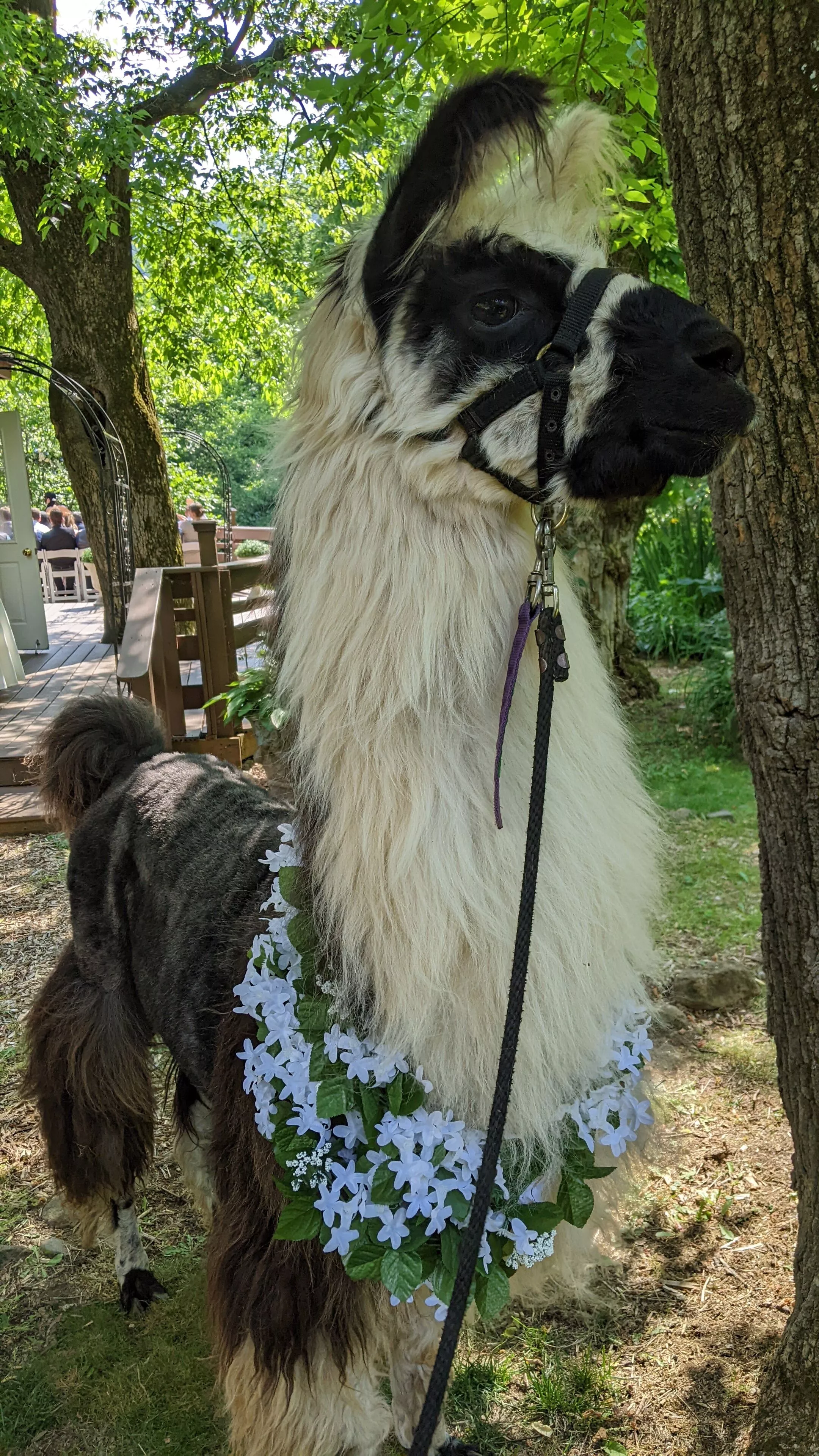 A photo of a llama named King at a wedding