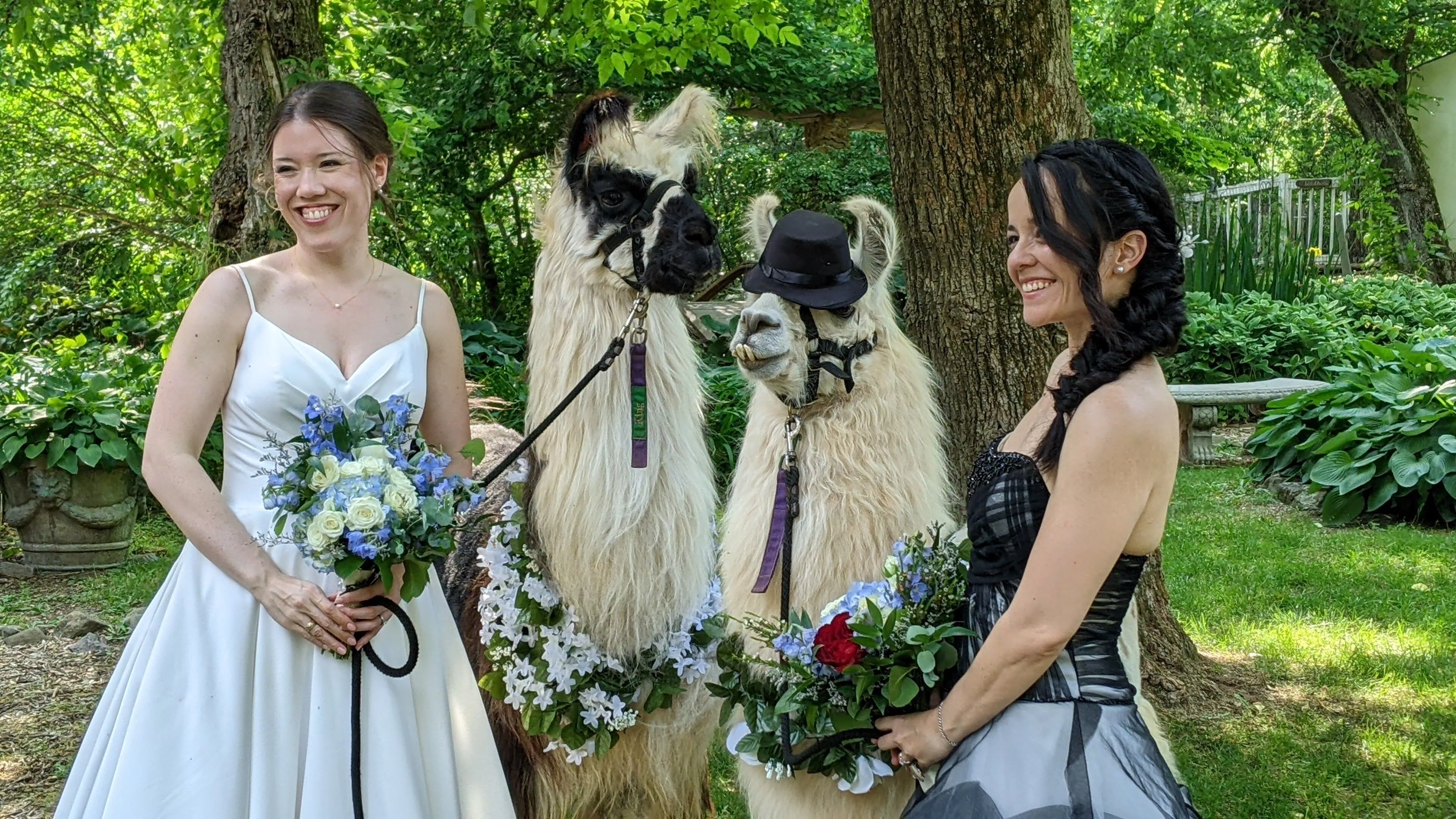 An image of llamas named King and Max at a wedding.