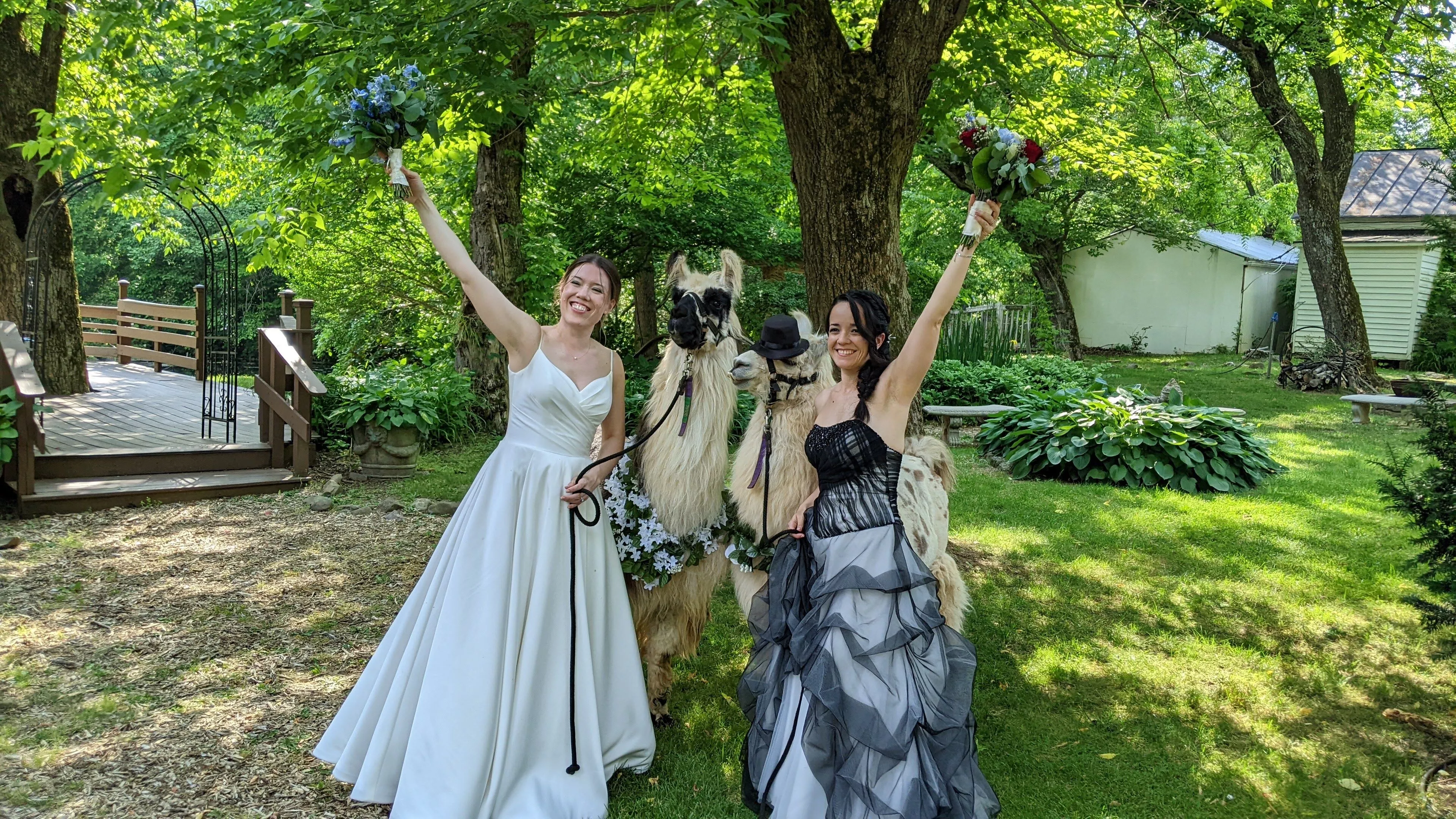 An image of llamas named King and Max at a wedding.